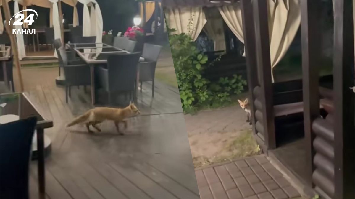 На террасе заведения во Львове увидели лису – видео На террасе заведения во Львове увидели лису – видео