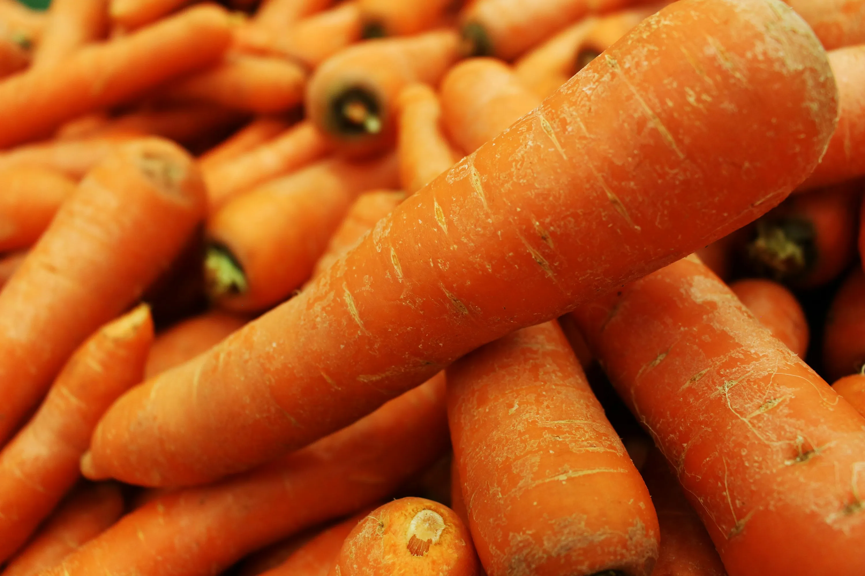 Не робіть цих помилок при вирощуванні моркви Не робіть цих помилок при вирощуванні моркви