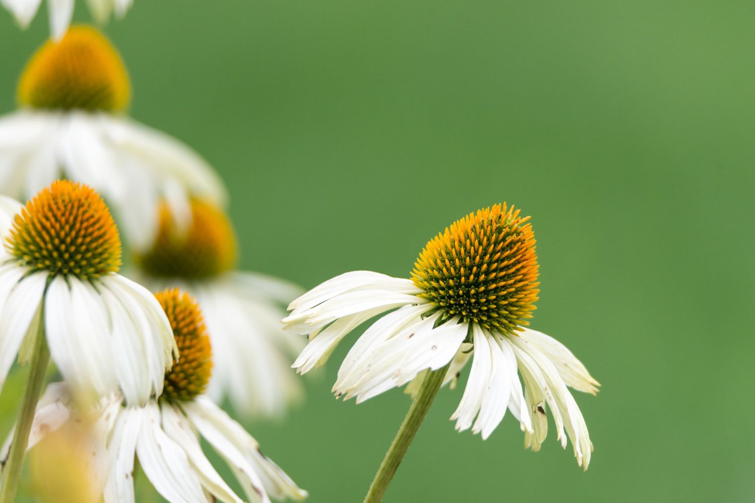 Не все растения боятся жары Не все растения боятся жары