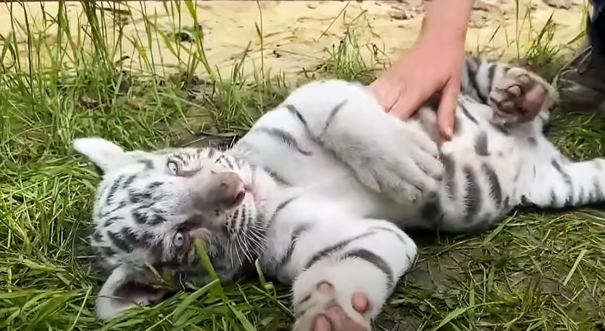 Белый тигр в Харьковском экопарке Белый тигр в Харьковском экопарке