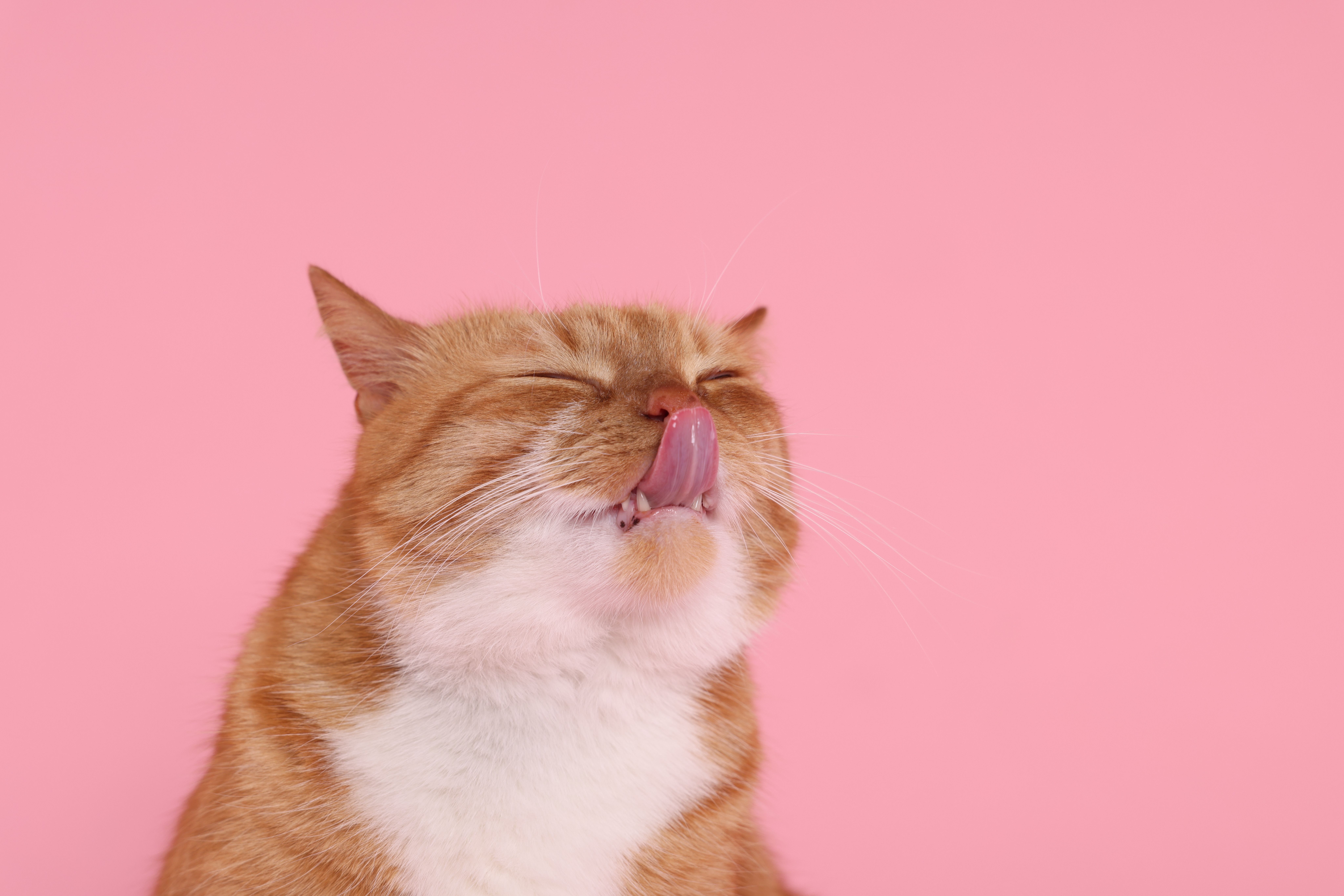 Как назвать кота - подборка небанальных имен для ваших пушистиков