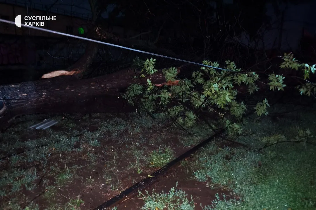 У Харкові дерева впали на трамвійні колії У Харкові дерева впали на трамвійні колії