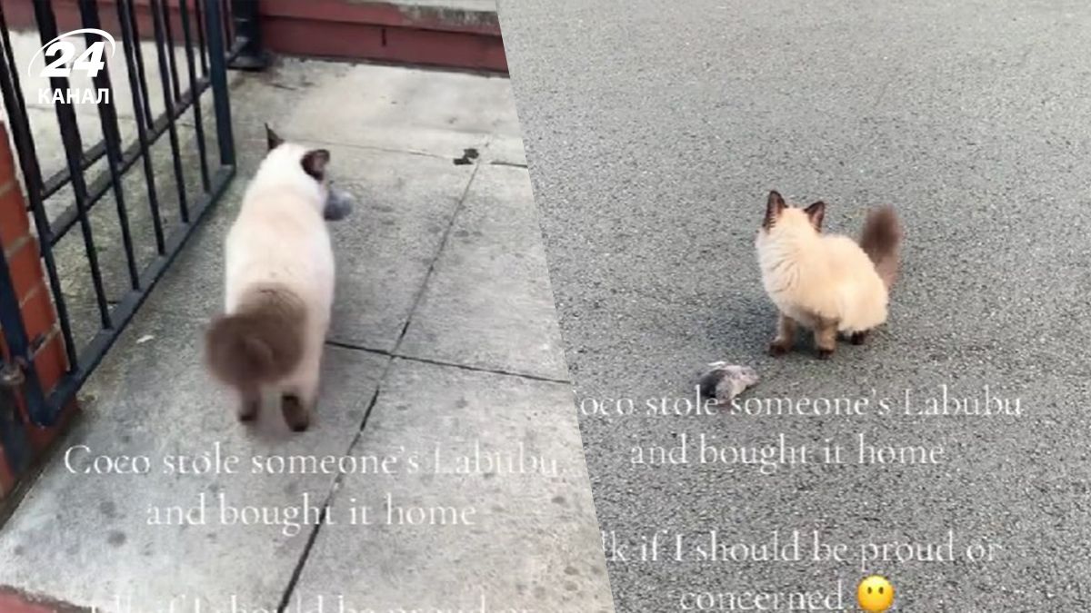 Кошка принесла домой Лабубу, которую где-то украла