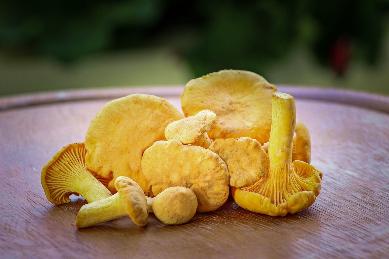 Готуємо смачні лисички Готуємо смачні лисички