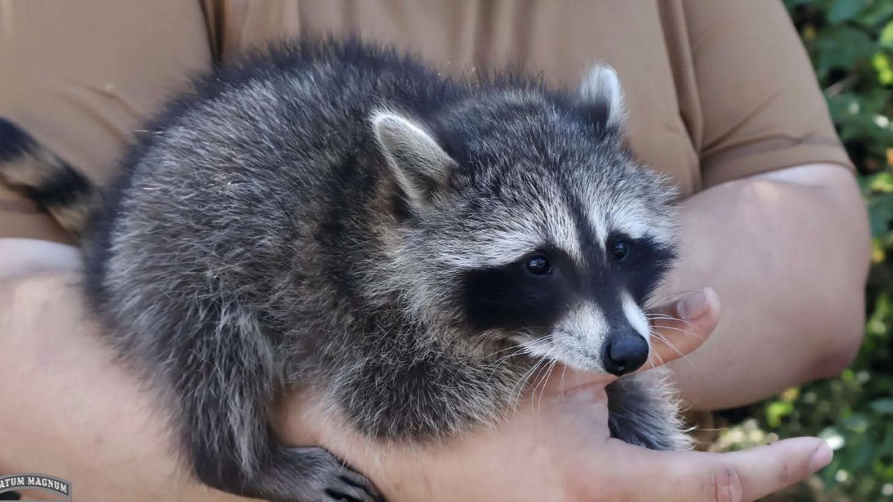 Сержант Молли Сержант Молли