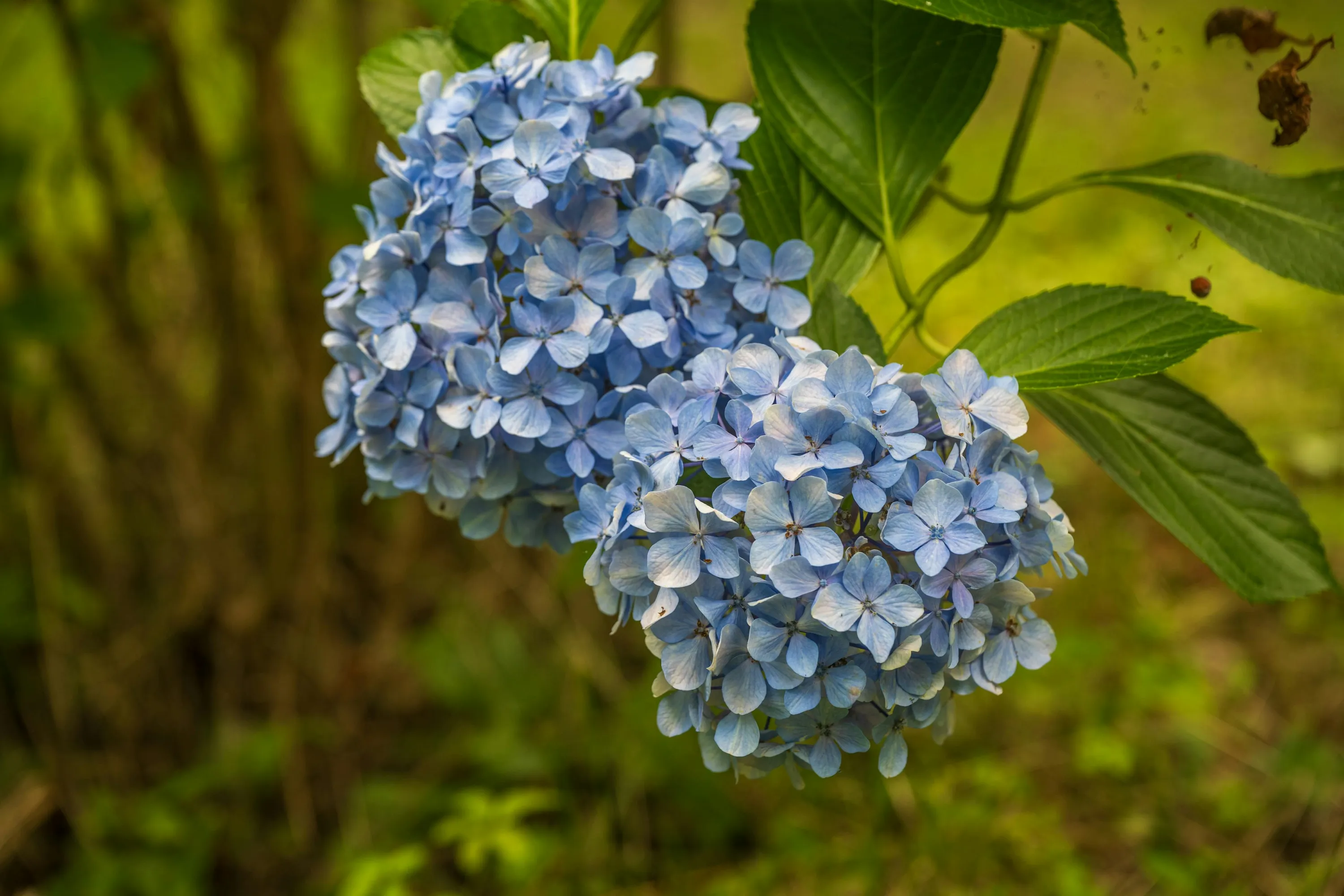 Біла гортензія може стати блакитною