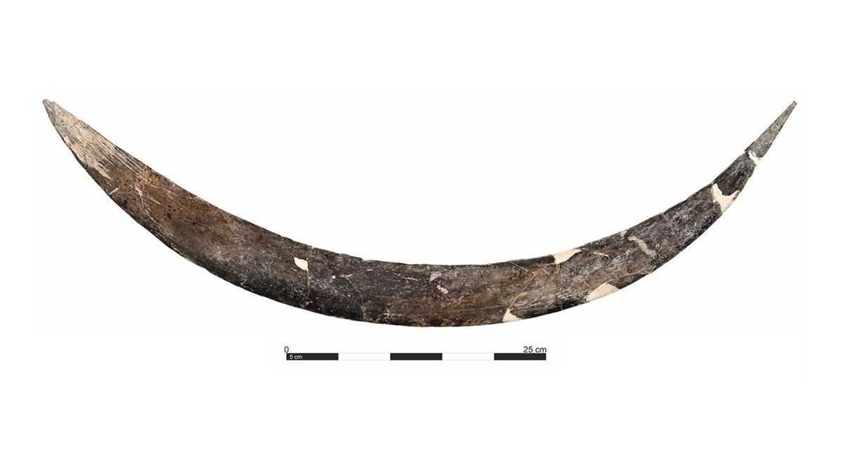 Древнейший бумеранг из бивня мамонта - находка в Польше поражает