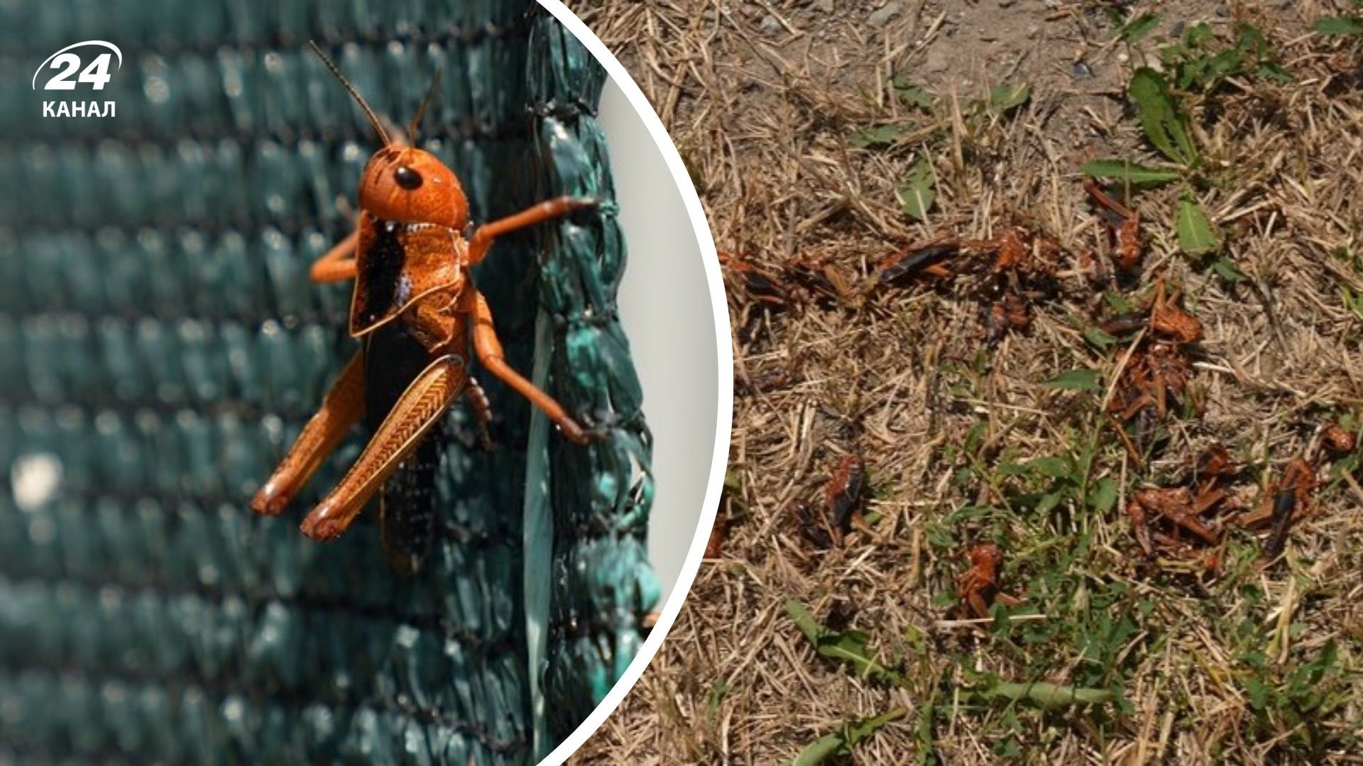 Нашествие саранчи на Запорожье в июле 2025 года