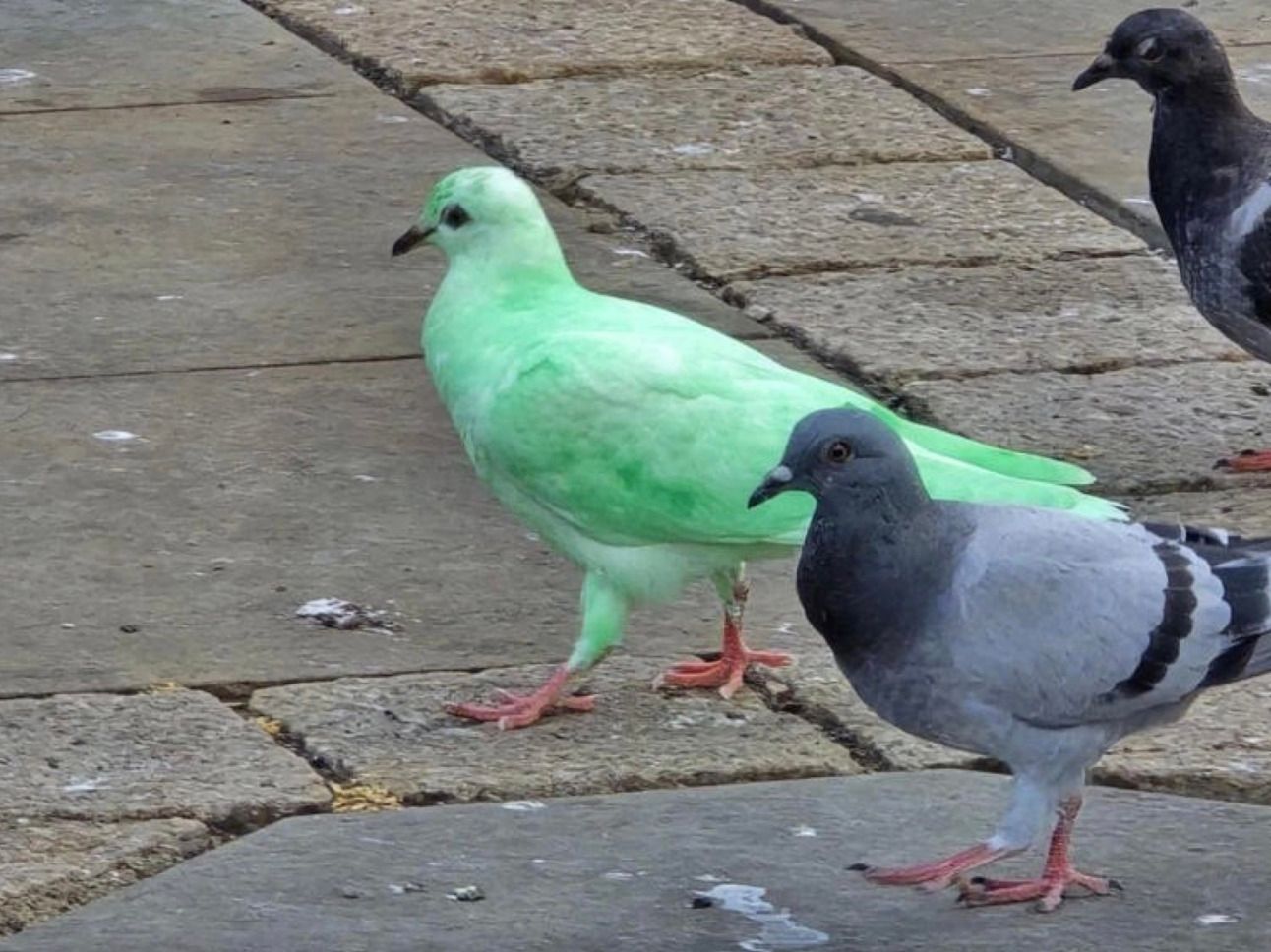 Зелений голуб з Нортгемптона став зіркою соцмереж - фото та відео Зелений голуб з Нортгемптона став зіркою соцмереж - фото та відео