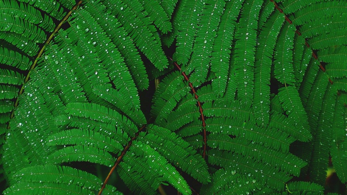 Швидший фотосинтез обіціяє підняти врожаї та зменшити вуглекислий газ в атмосфері