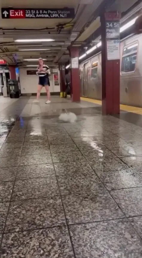 потоп у нью-йорку потоп у нью-йорку