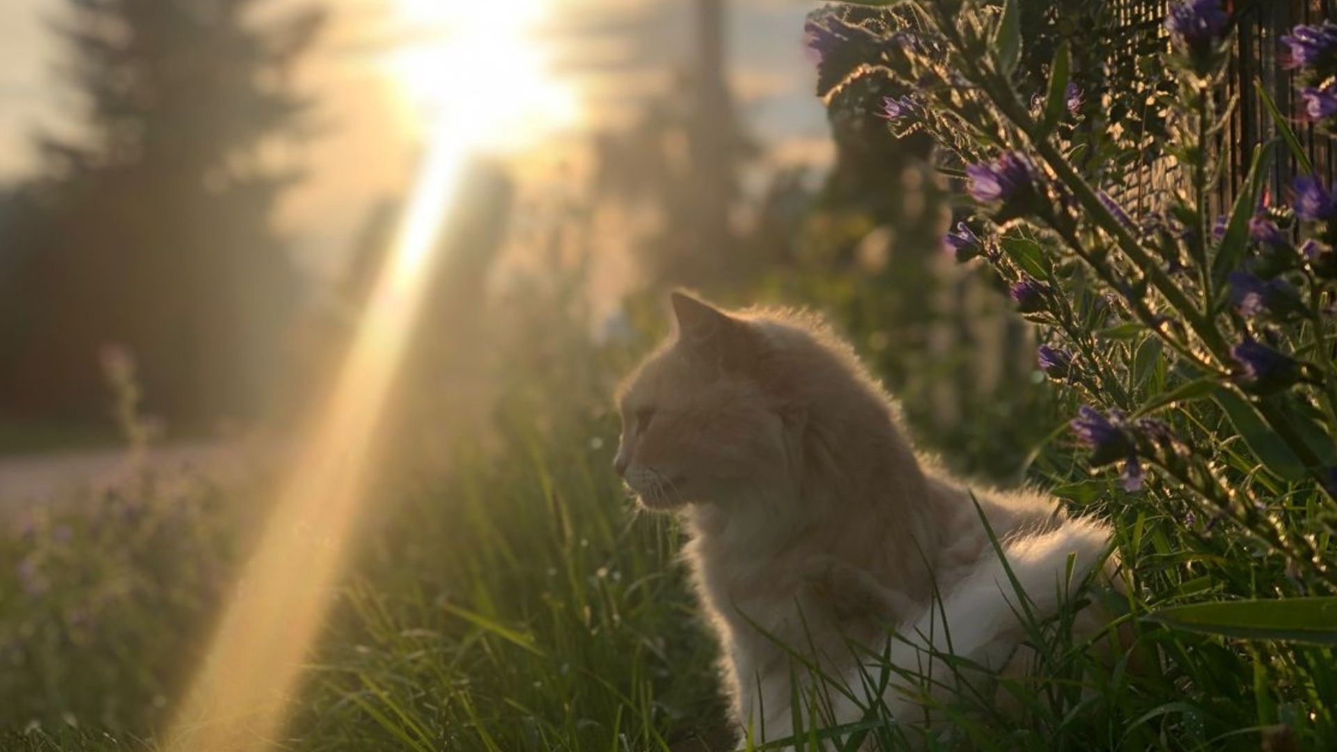 Погода в Украине завтра, 16 июля 2025 года Погода в Украине завтра, 16 июля 2025 года