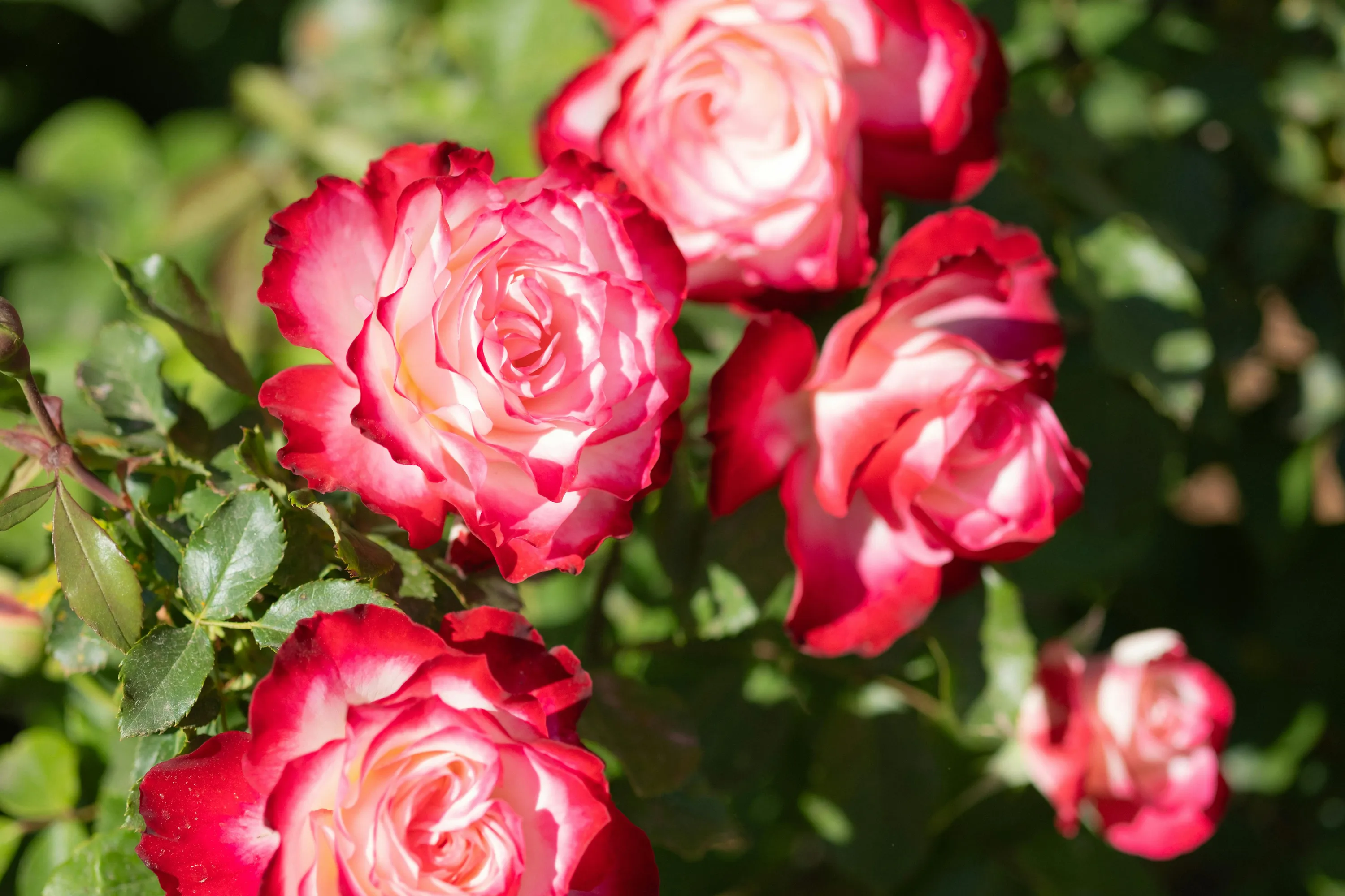 Чудове добриво для троянд у липні