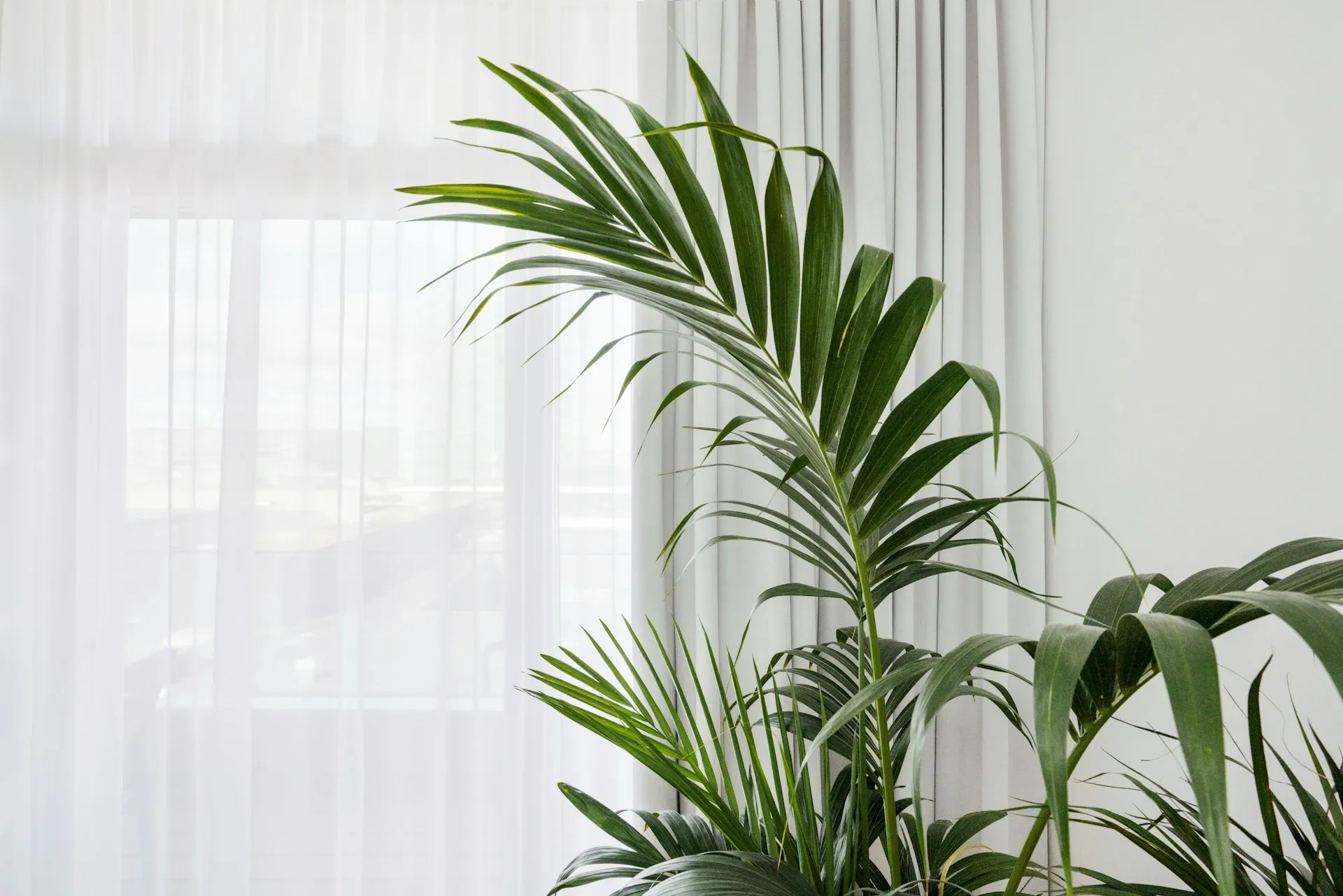 Пальма Пальма