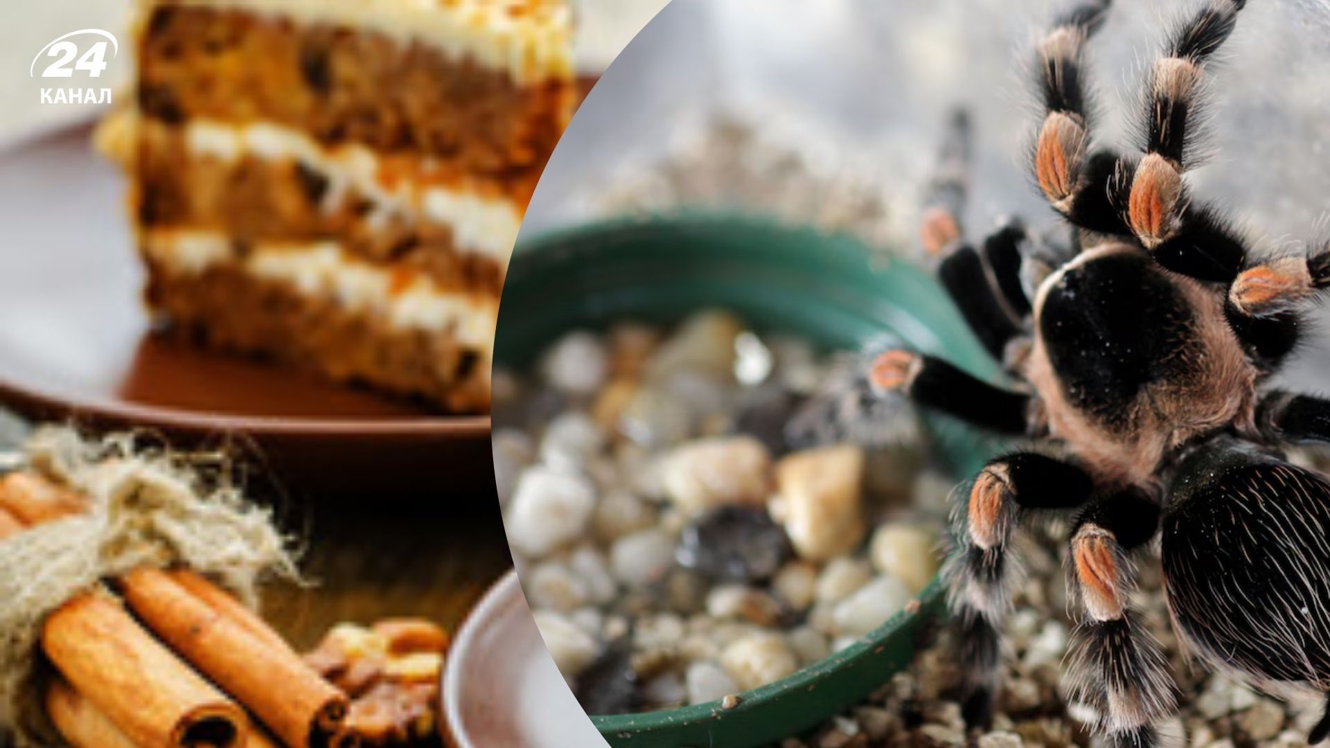 В Германию пытались ввезти тарантулов В Германию пытались ввезти тарантулов