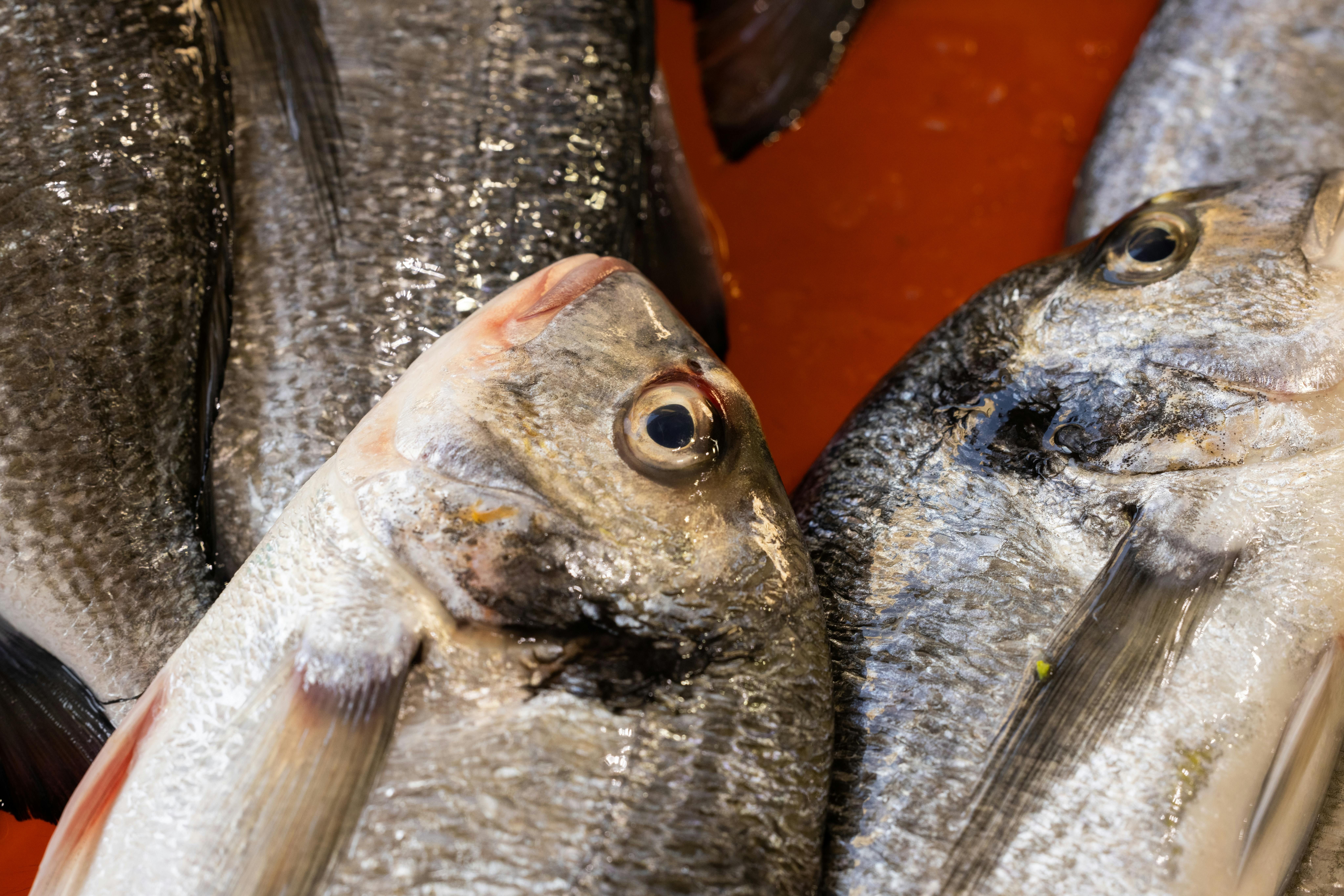 Чому в Україні буде дорожчати риба Чому в Україні буде дорожчати риба