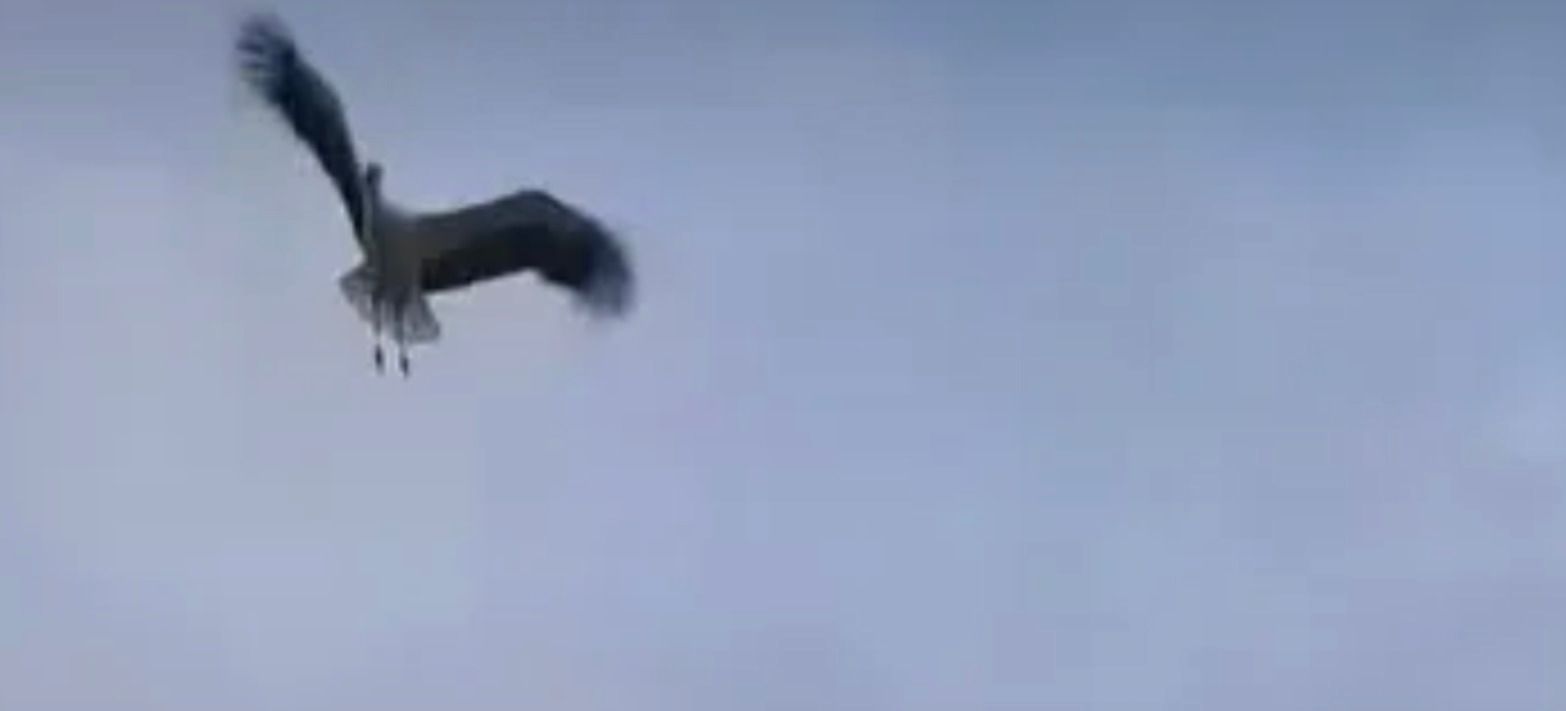 Лелека Катруся, яку викинули з гнізда, полетіла зі зграєю Лелека Катруся, яку викинули з гнізда, полетіла зі зграєю