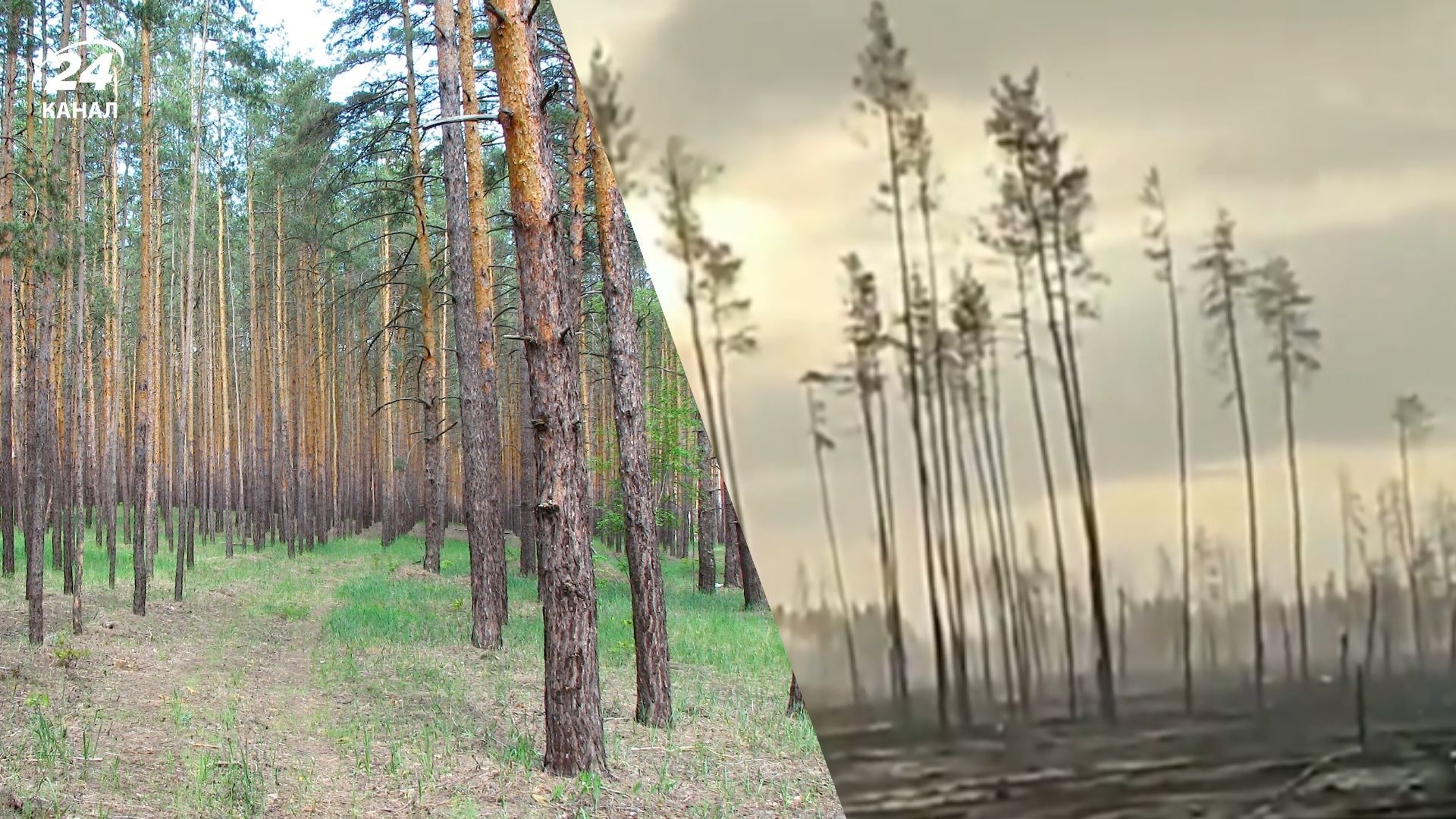 Серебрянський ліс до та після російського вторгнення