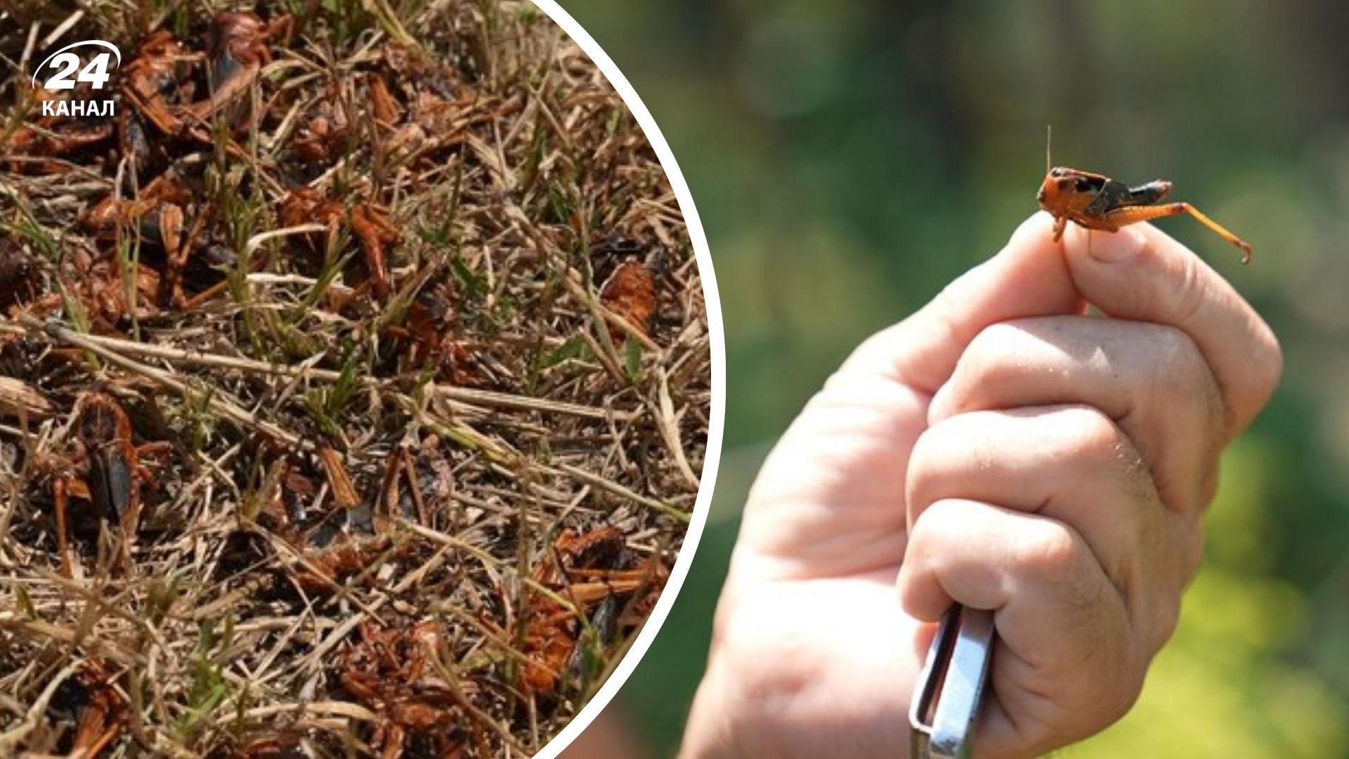 Нашествие саранчи в Запорожской области Нашествие саранчи в Запорожской области