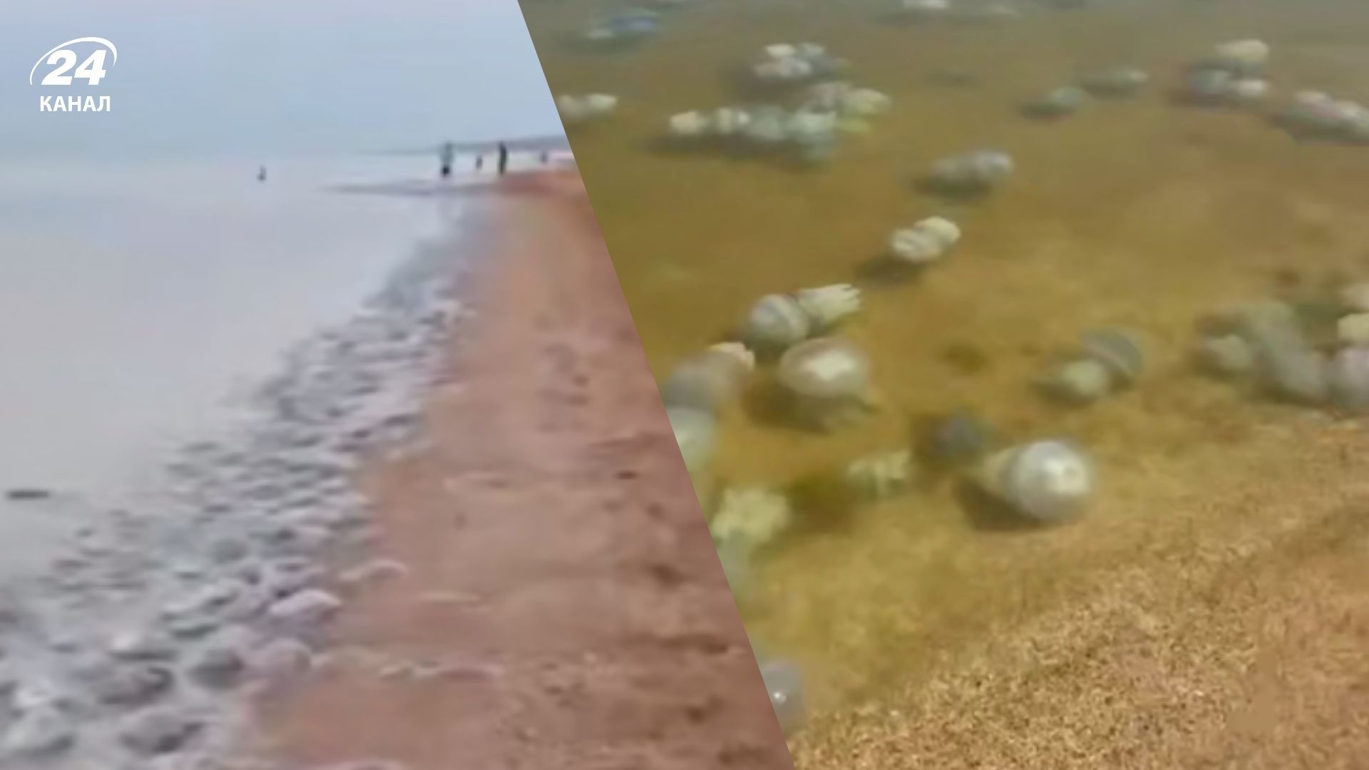 Медузы на российских пляжах