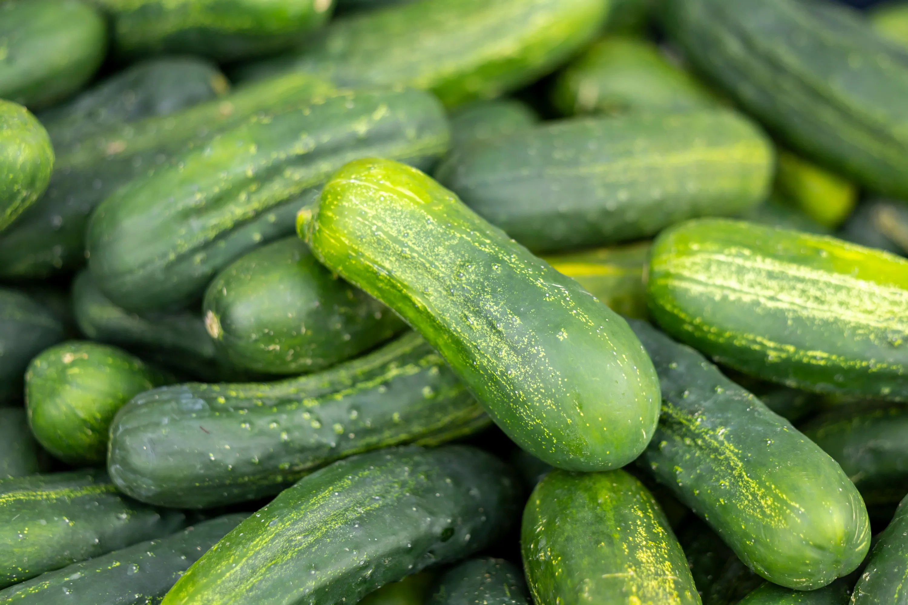 Дріжджове підживлення для огірків