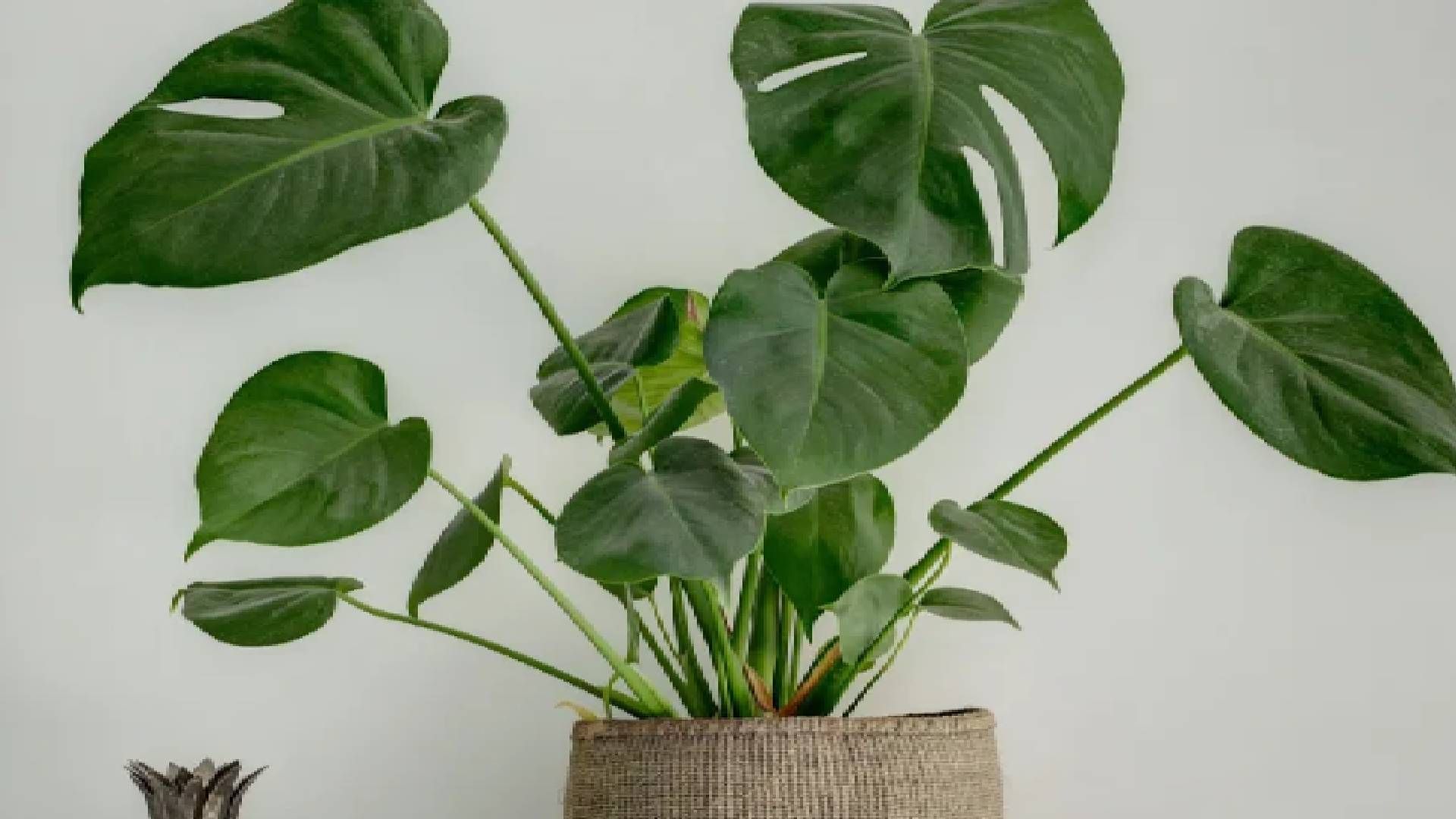 Кімнатні рослини, які не підходять для осель з дітьми і домашніми тваринами Кімнатні рослини, які не підходять для осель з дітьми і домашніми тваринами