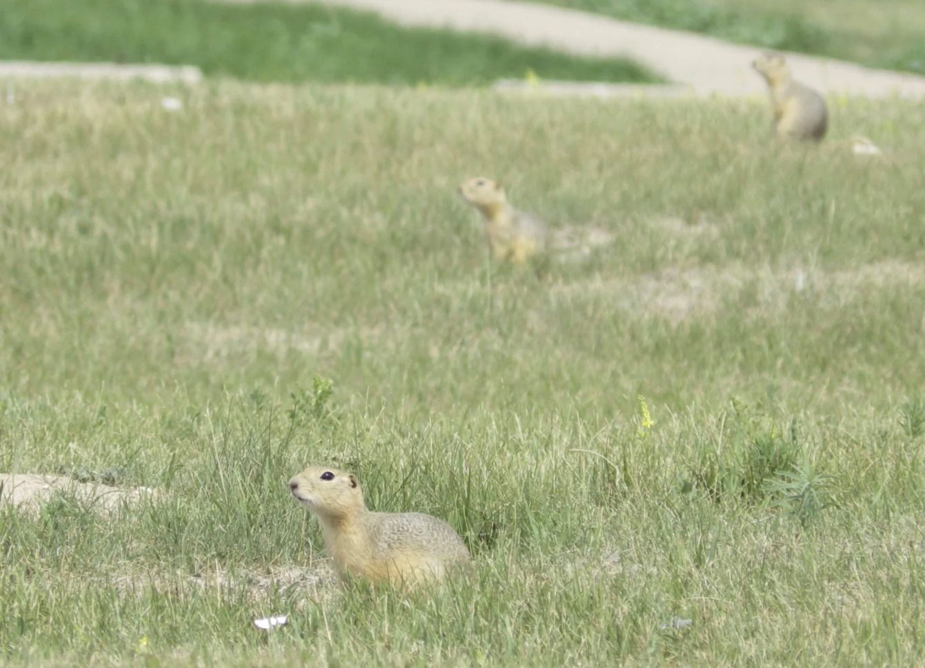 Ховрахи у місті Майнот у США - чому вони є загрозою Ховрахи у місті Майнот у США - чому вони є загрозою