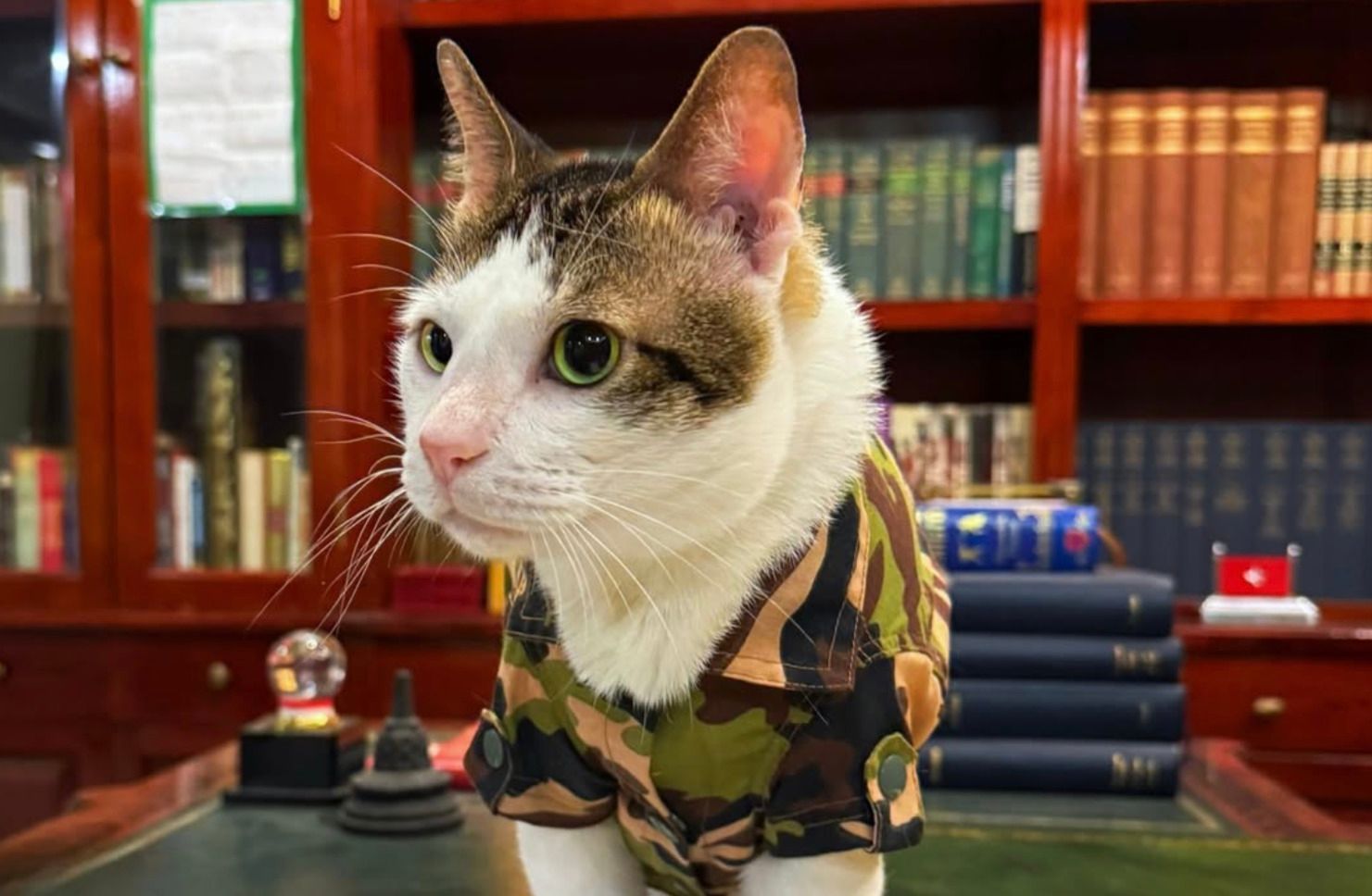 Кот президента Индонезии имеет личную охрану и право на государственные услуги Кот президента Индонезии имеет личную охрану и право на государственные услуги