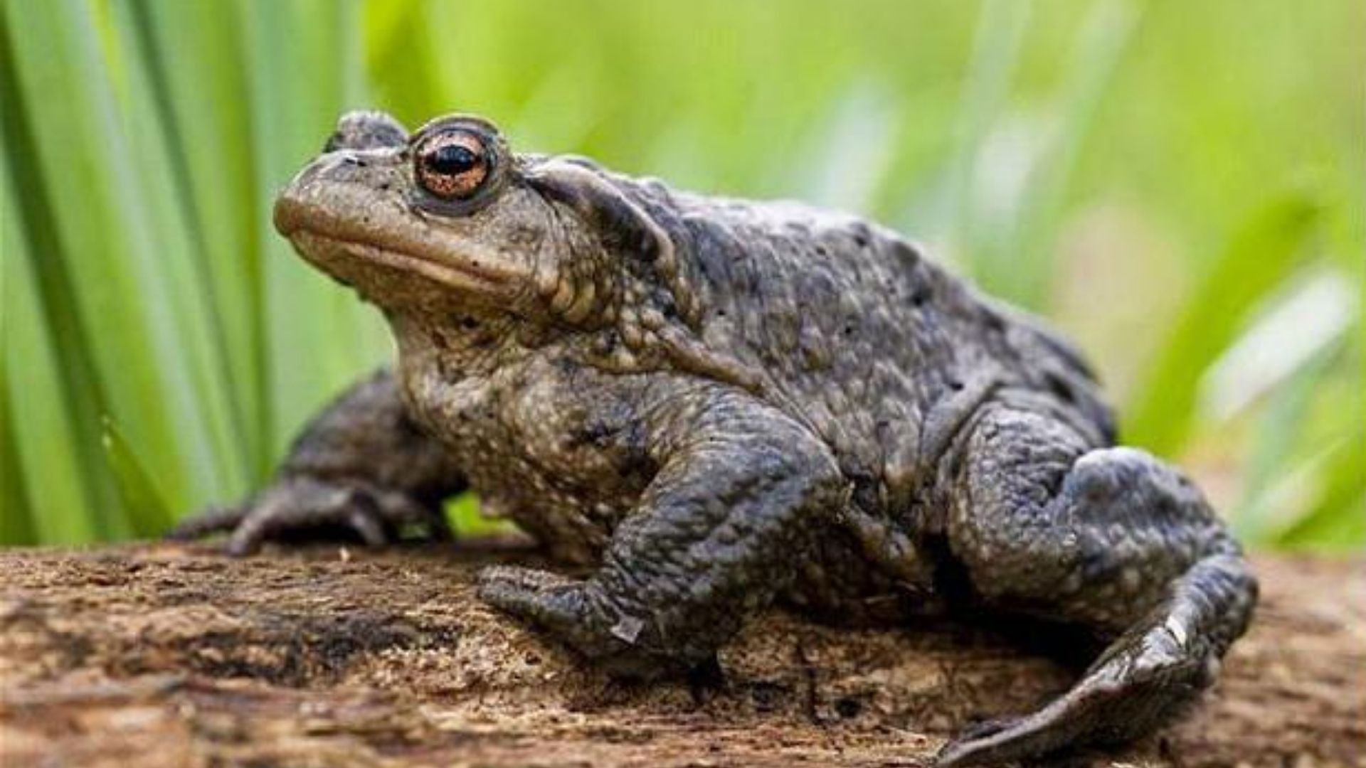 У Нікополі на вулиці помітили сотні земляних жаб