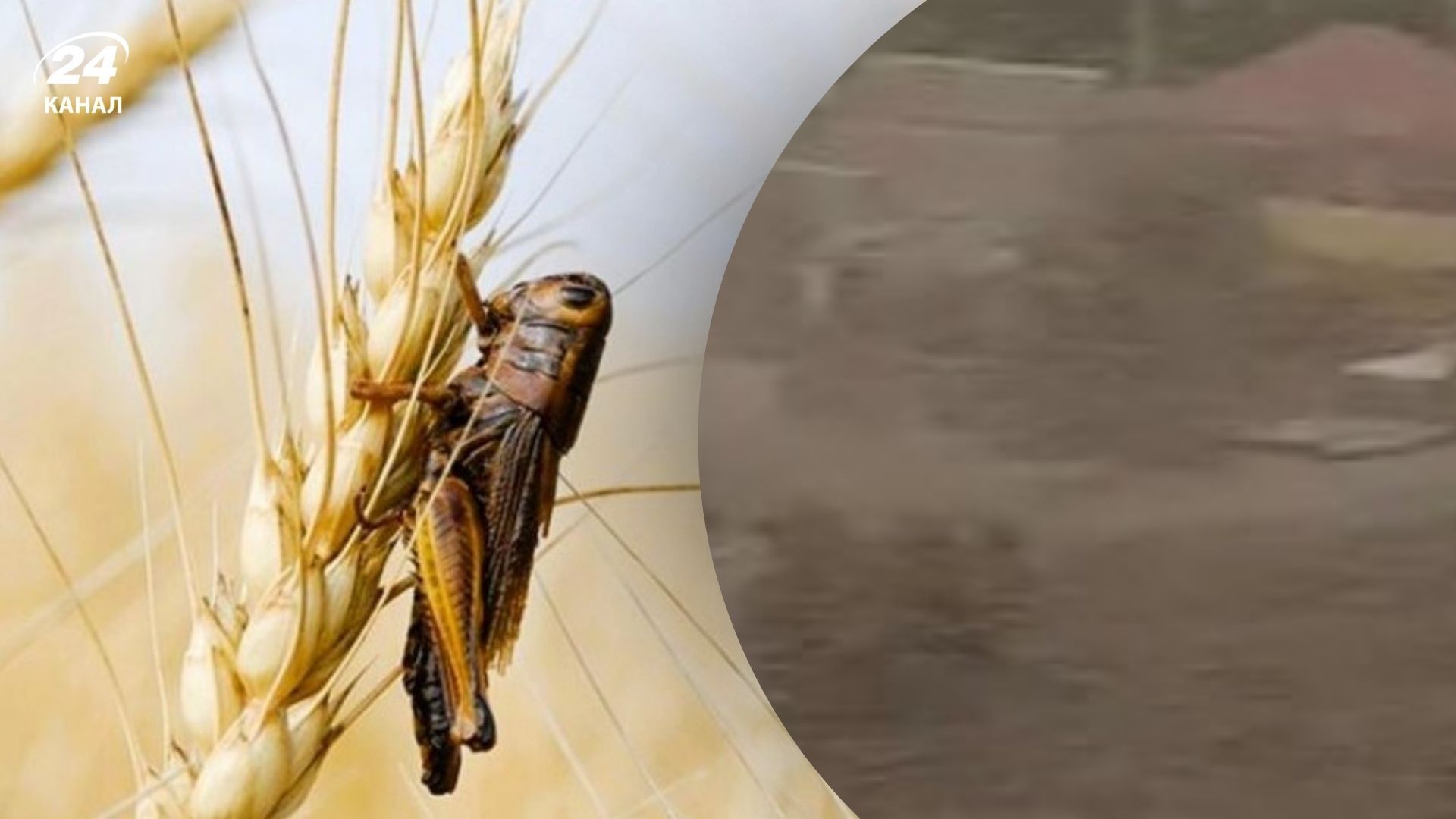 Нашествие саранчи в Украине Нашествие саранчи в Украине