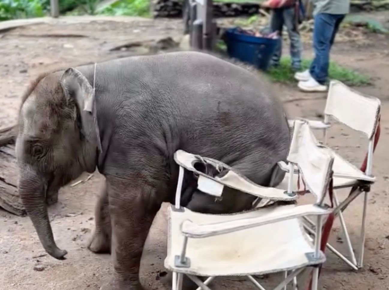 В Таиланде слоненок отомстил стулу, на который не смог сесть - видео В Таиланде слоненок отомстил стулу, на который не смог сесть - видео