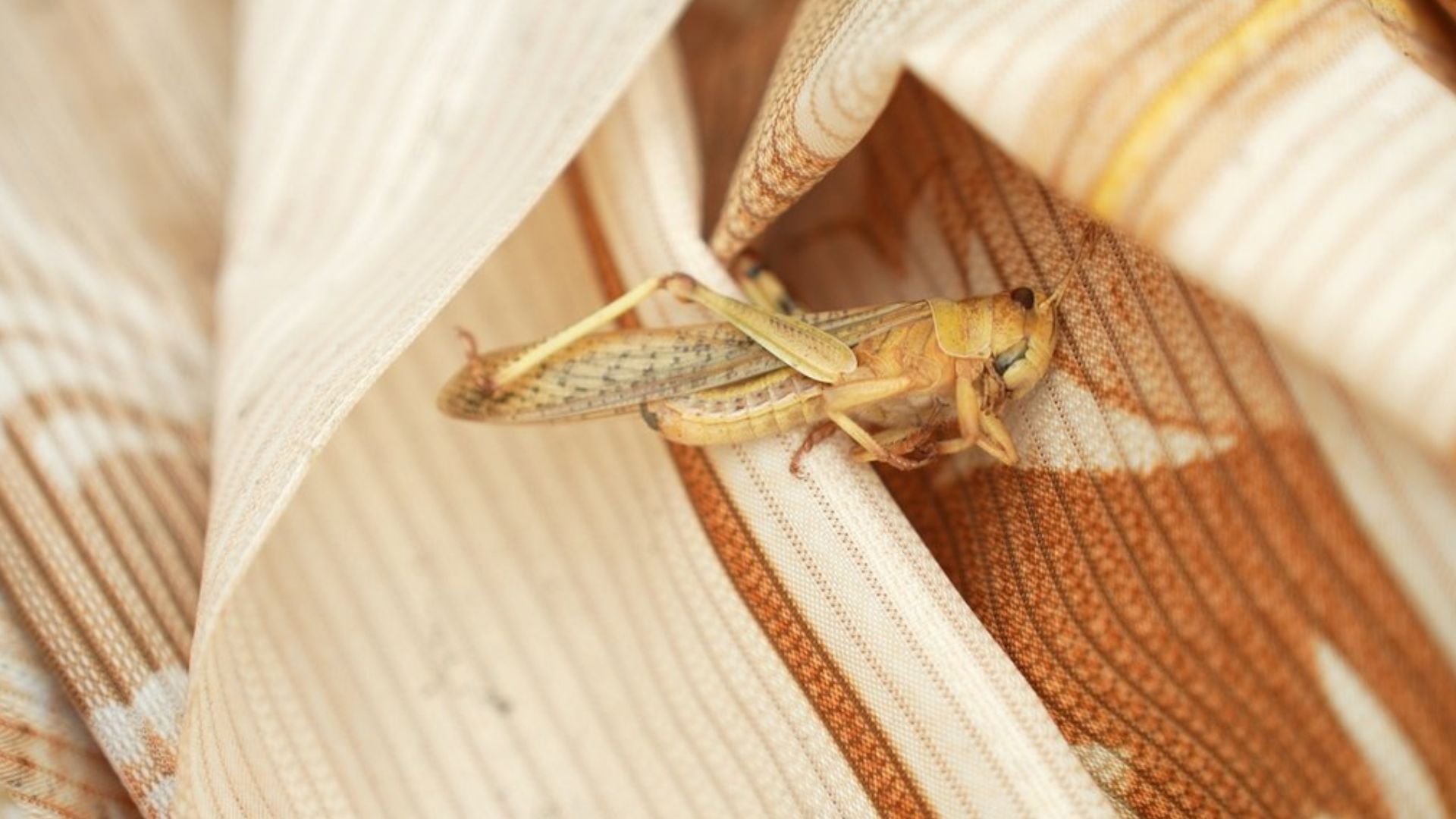 Нашестя сарани в Україні Нашестя сарани в Україні