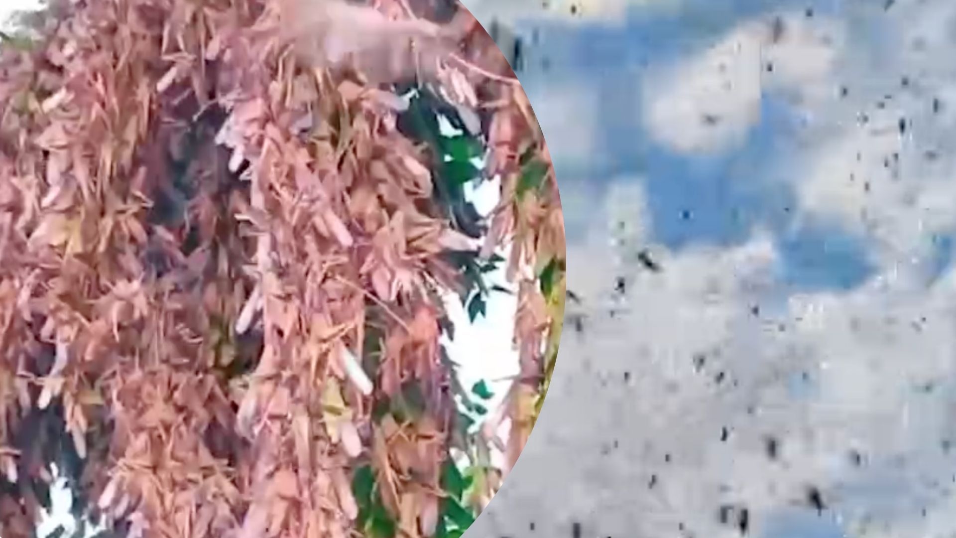 "Явление не для слабонервных", – житель Запорожья о нашествии саранчи - 24 Канал "Явление не для слабонервных", – житель Запорожья о нашествии саранчи - 24 Канал