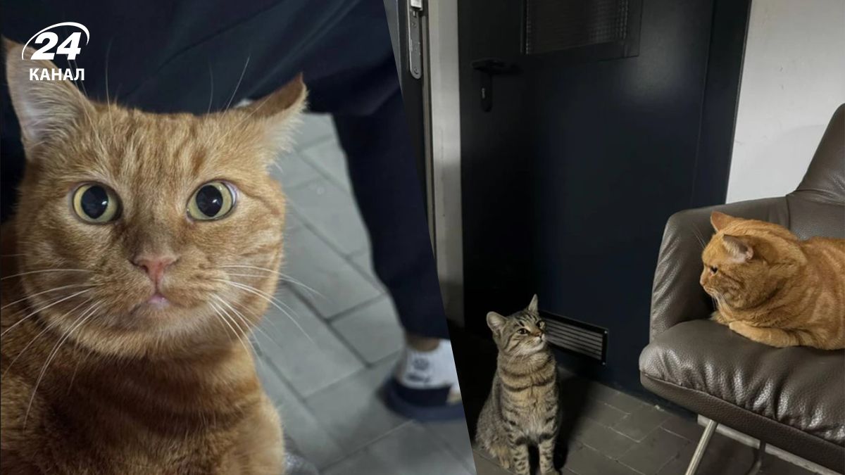 Одесситка показала, как ее кошка изучила маршрут до укрытия Одесситка показала, как ее кошка изучила маршрут до укрытия