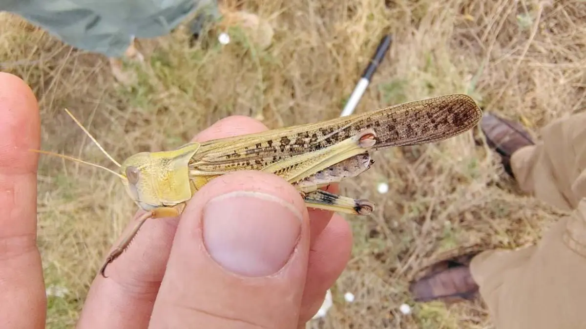 Нашествие саранчи на юге Украины 2025