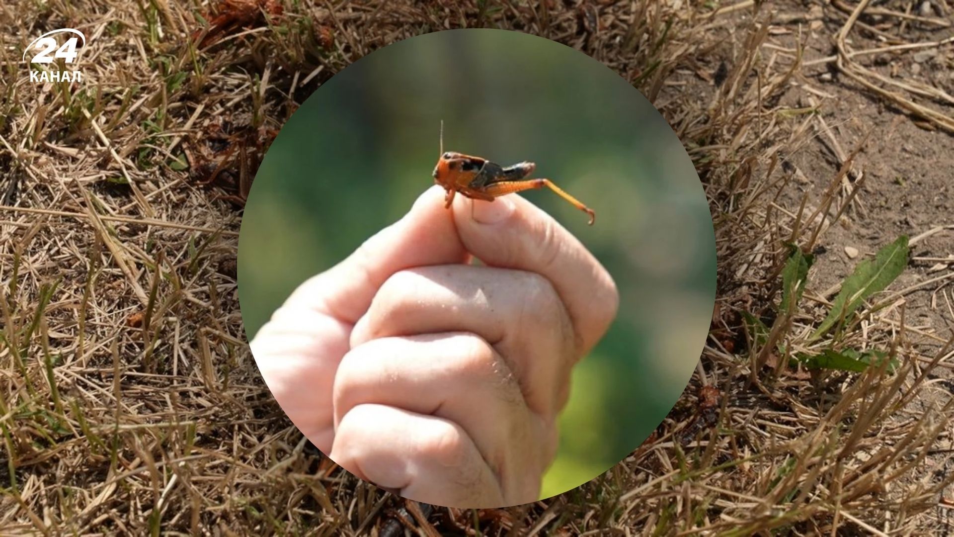 Нашестя сарани в Україні 2025 Нашестя сарани в Україні 2025