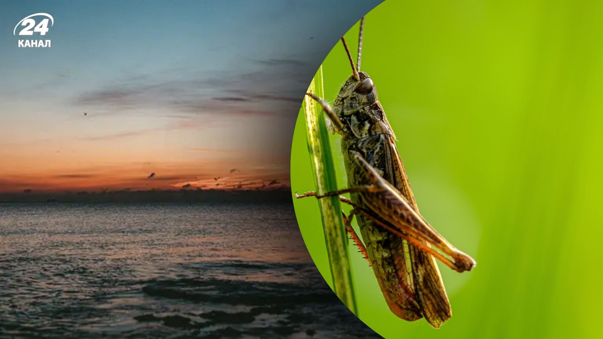 Саранча в Одесской области Саранча в Одесской области