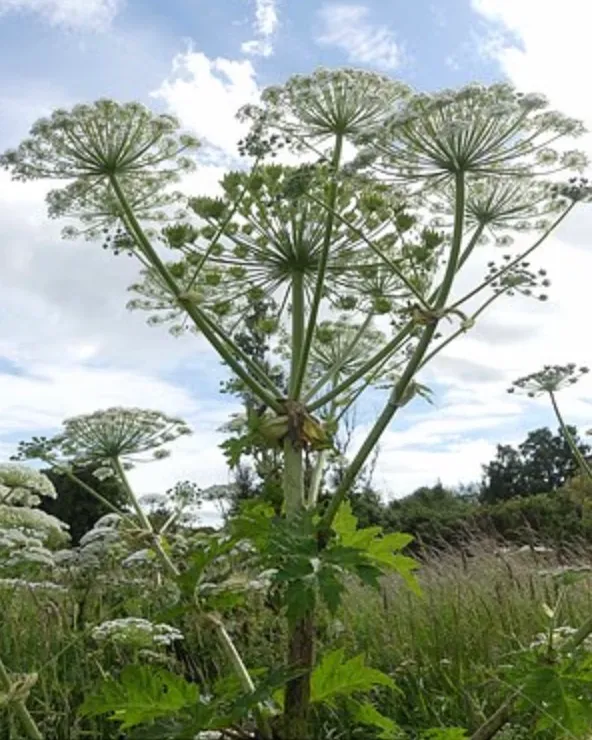 Що треба знати про борщівник