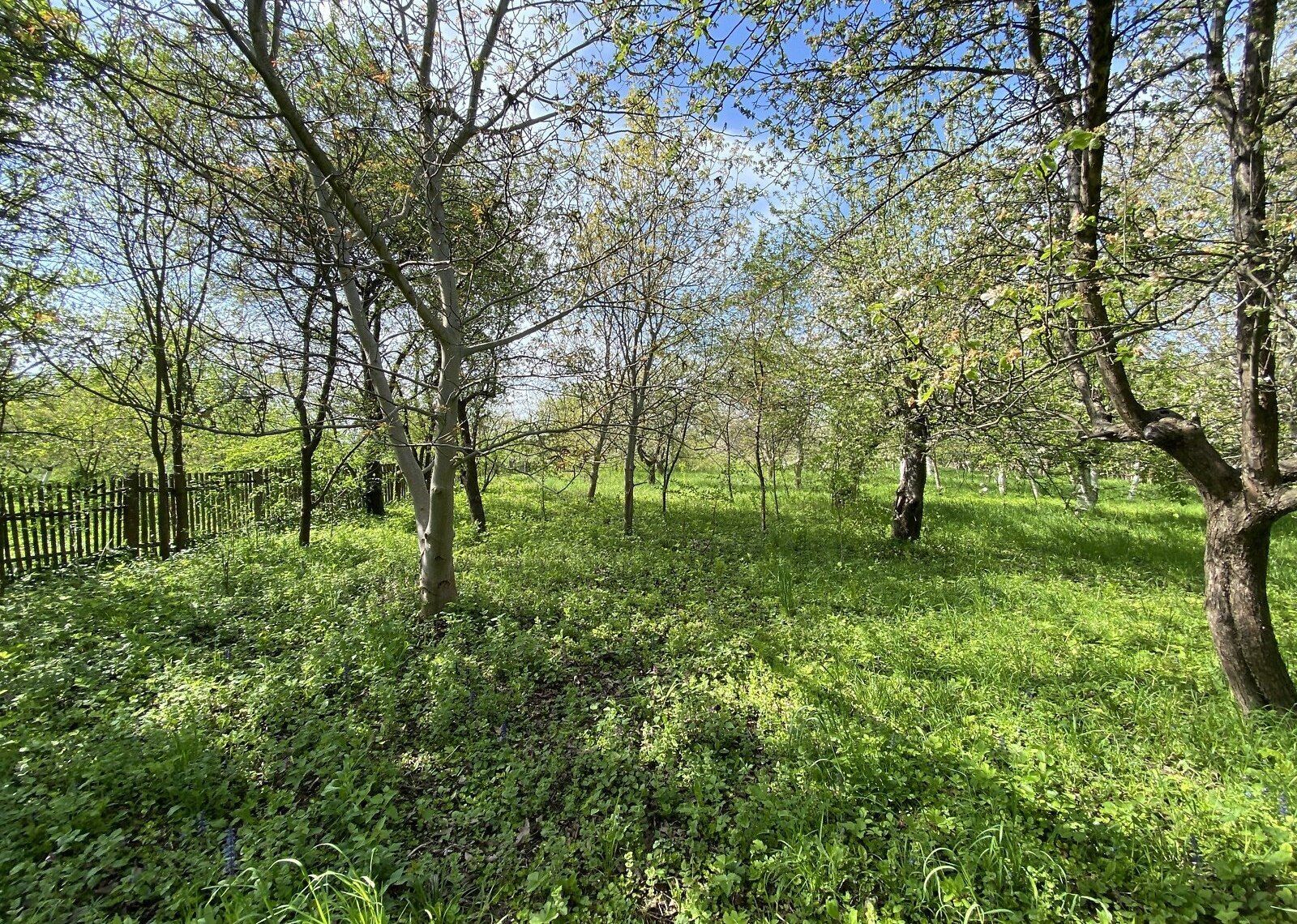 Скільки від паркана до дерева