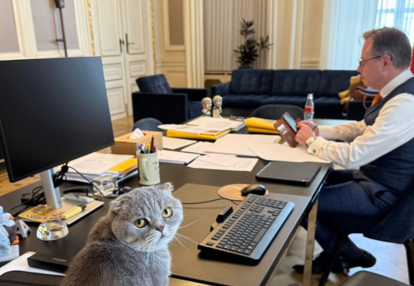 В резиденции премьера Бельгии живет кот Максимус, которого забрали из приюта