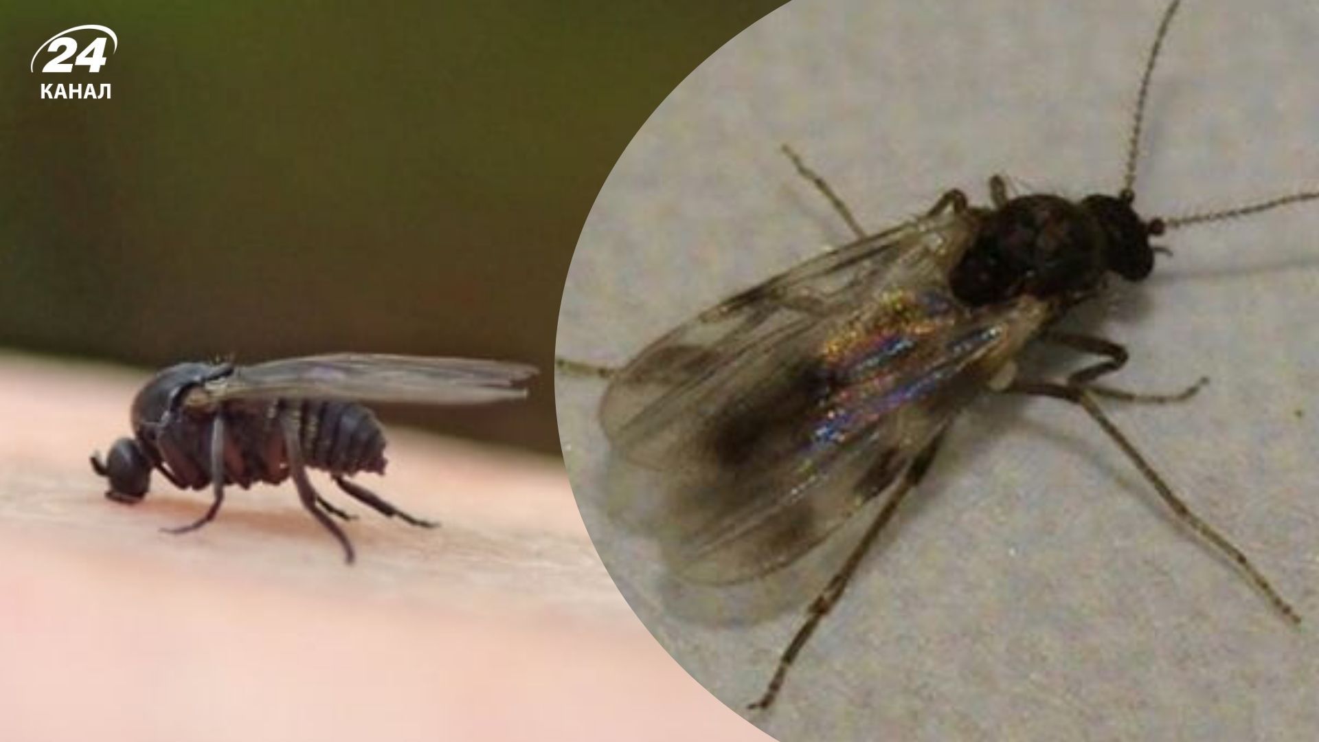 У Дніпропетровській області людей кусають мокреці