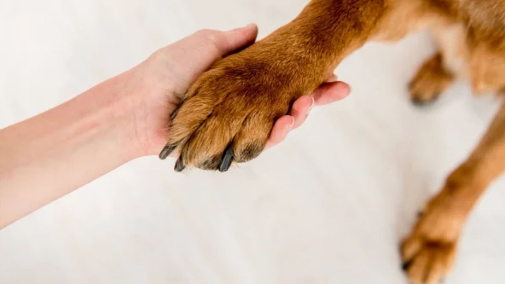 В Одесской области мужчине, который издевался над собакой, сообщили о подозрении