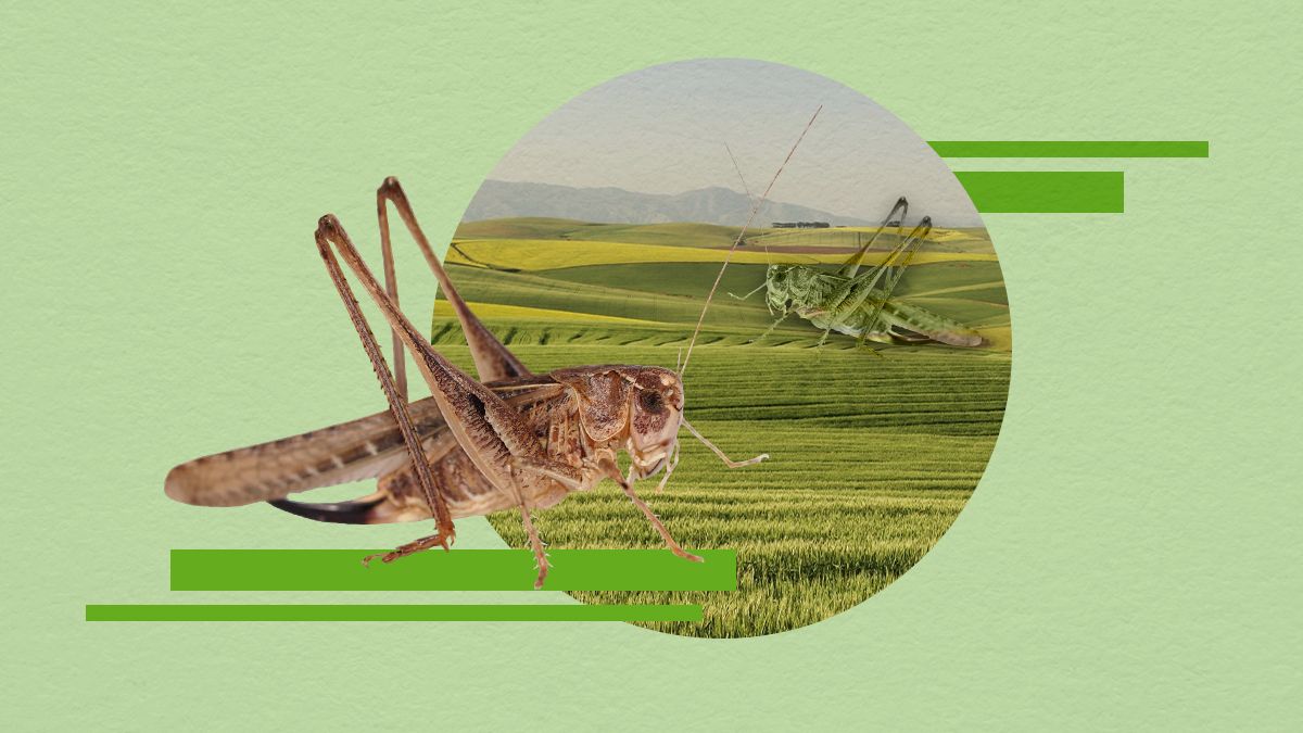 Саранча захватила Юг Украины - что будет с урожаем, действенные советы для аграриев Саранча захватила Юг Украины - что будет с урожаем, действенные советы для аграриев