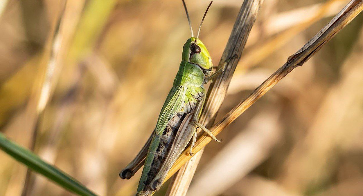 Сарана стала товаром Сарана стала товаром