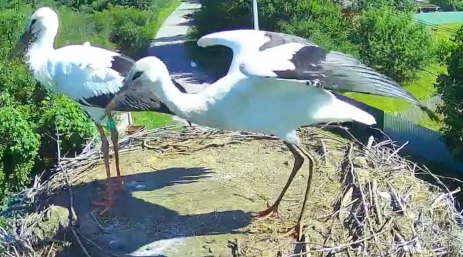 Діти лелек Грицика та Одарки стали частиною нової зграї і полетіли з гнізда Діти лелек Грицика та Одарки стали частиною нової зграї і полетіли з гнізда