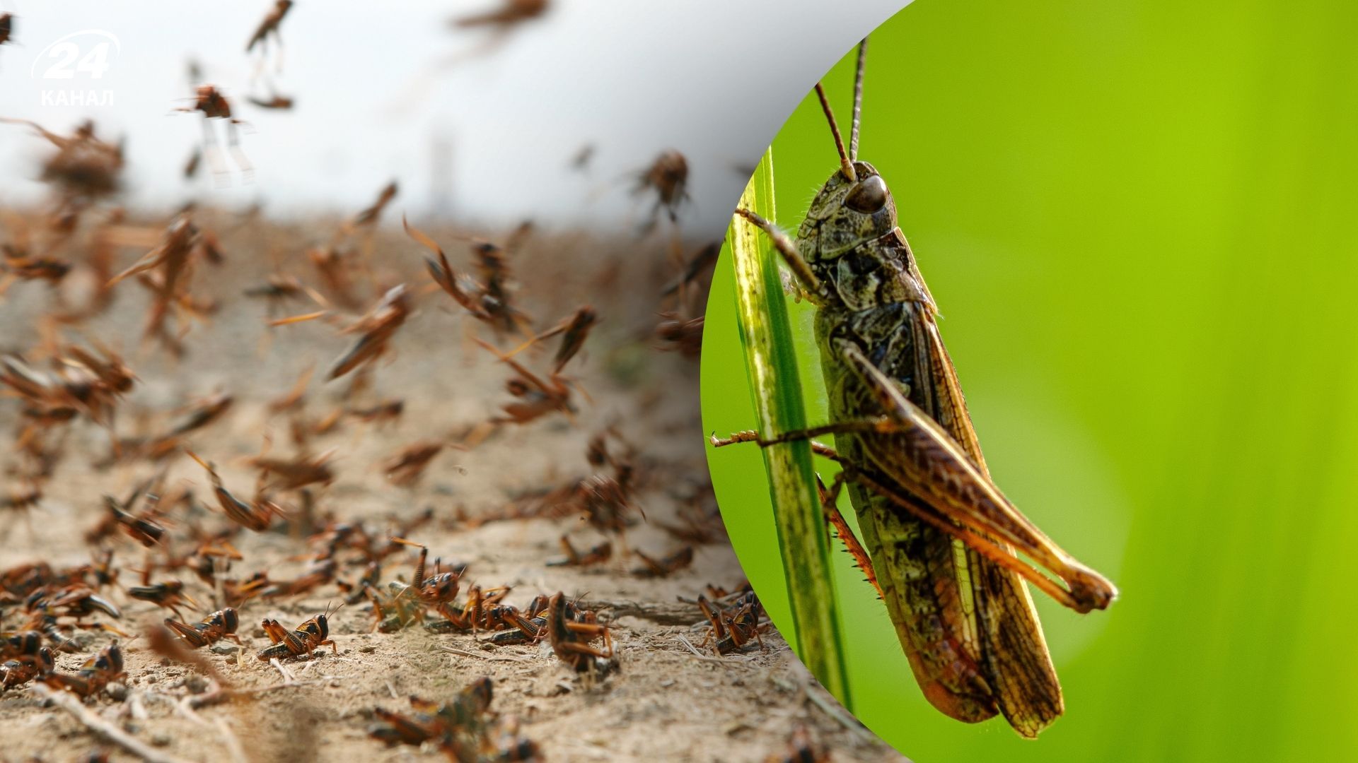 Ученый о нашествии саранчи в Украине Ученый о нашествии саранчи в Украине