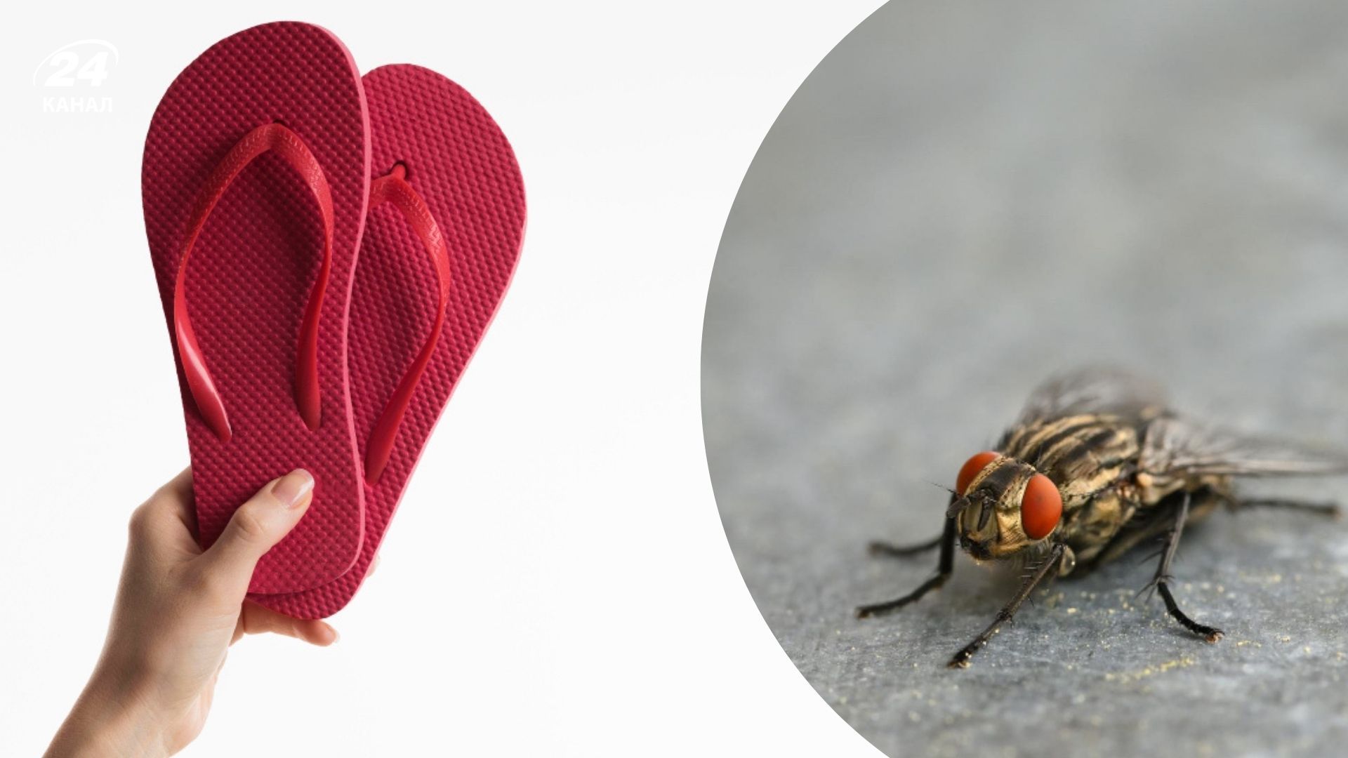 Грех ли убивать мух и насекомых Грех ли убивать мух и насекомых