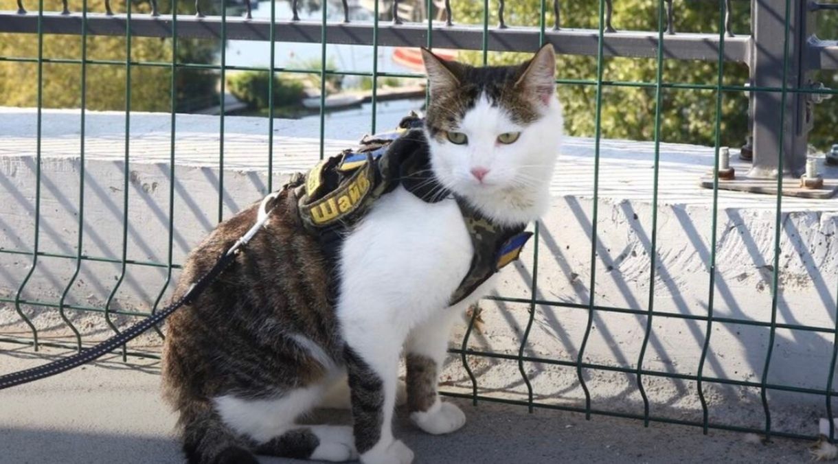 Львовский диалект - что означает кацараба, бусько, пструг, скила, паце Львовский диалект - что означает кацараба, бусько, пструг, скила, паце