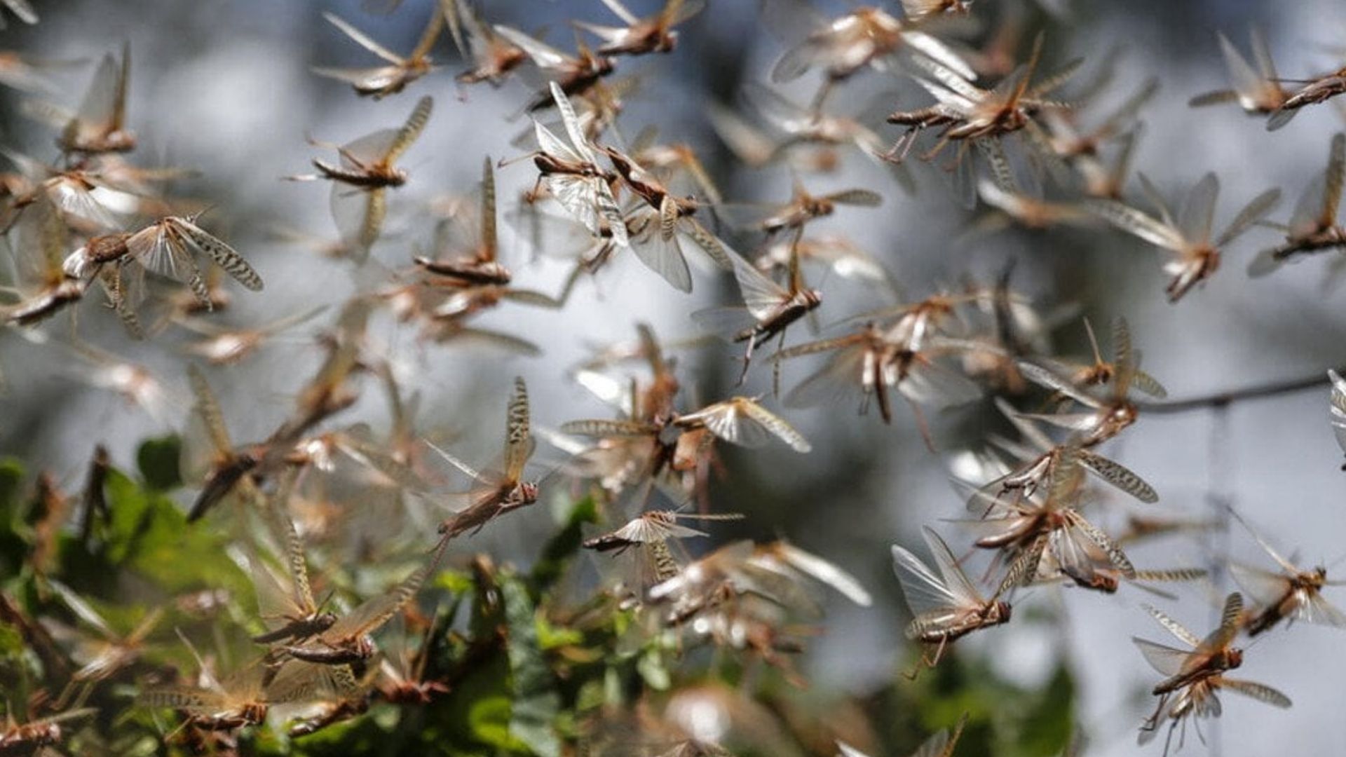 Саранча в Украине - 24 Канал Саранча в Украине - 24 Канал