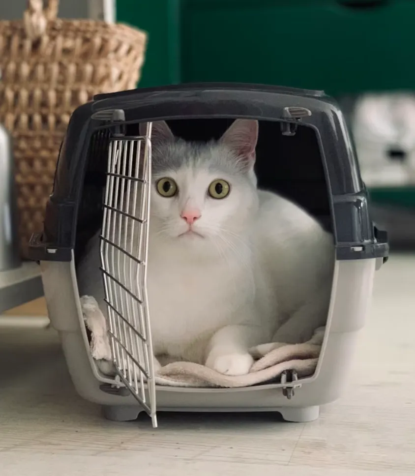 Нюанси перетину кордону з тваринами Нюанси перетину кордону з тваринами